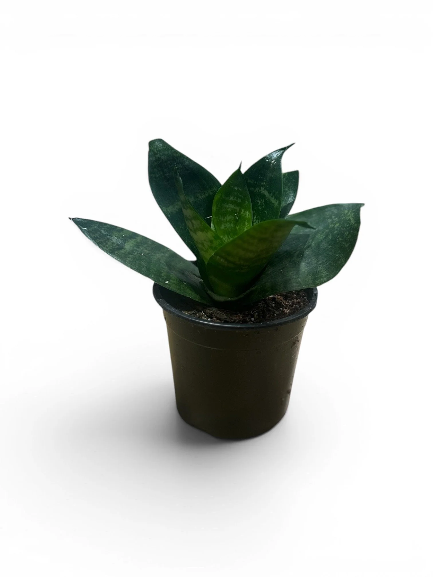 bird's-nest-snake-plant- green-indoor-low-light-easy-care-gift-calgary-urban-plants.jpg