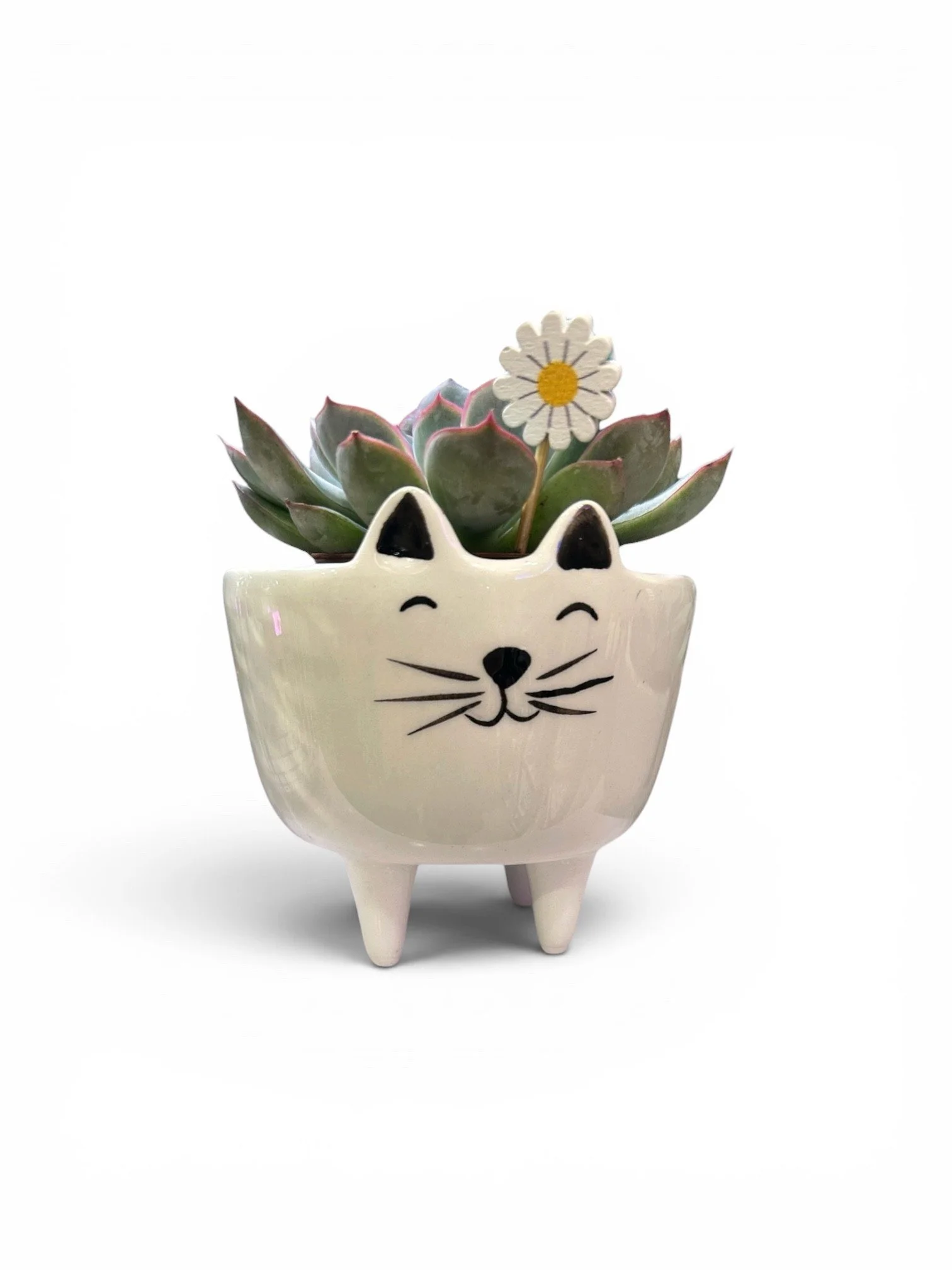 Cat Planter with Succulent - Easy Care - Gift Ready