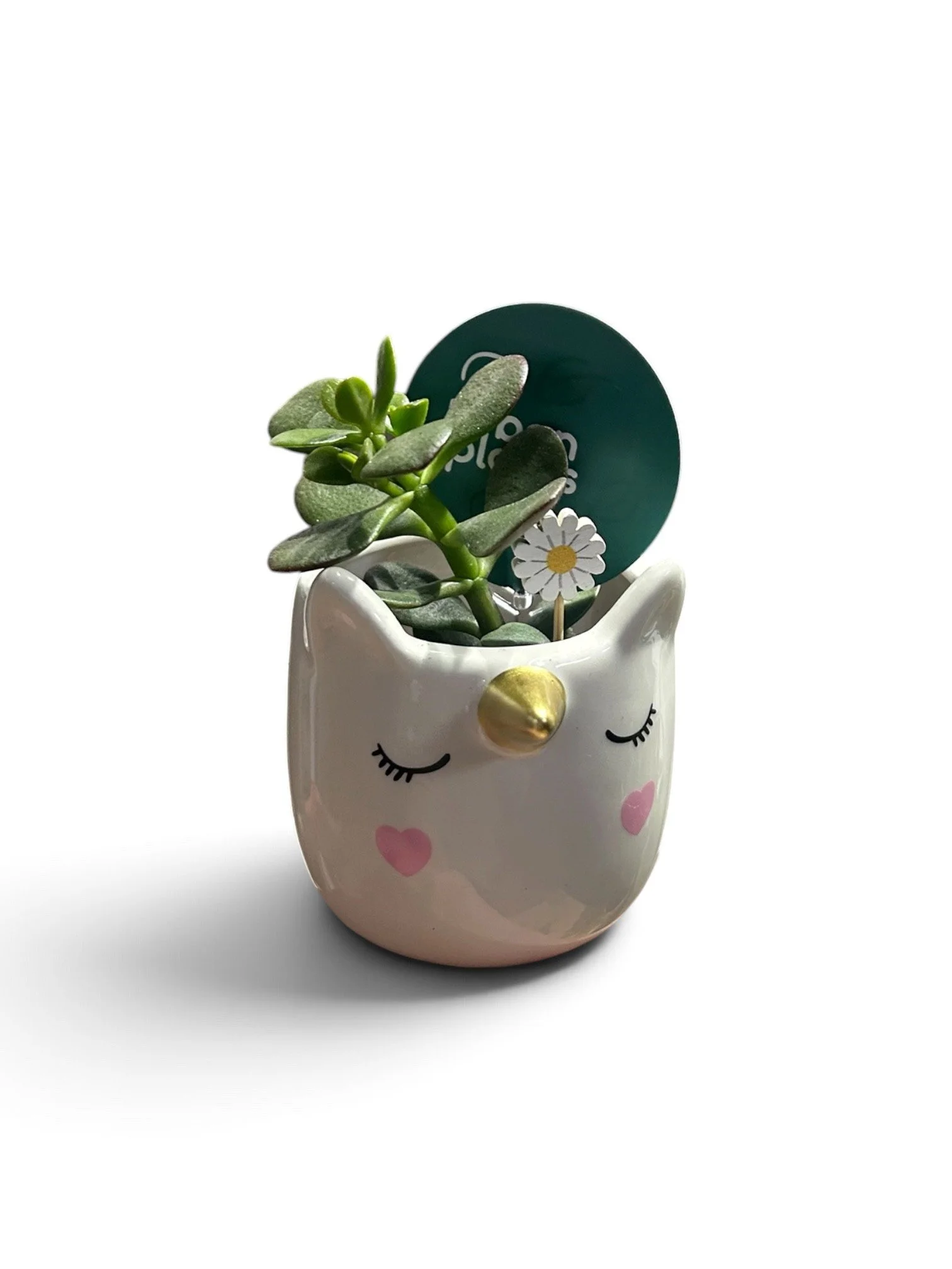 Gift Ready Indoor Plant in Ceramic Pot - Calgary Delivery (Unicorn)