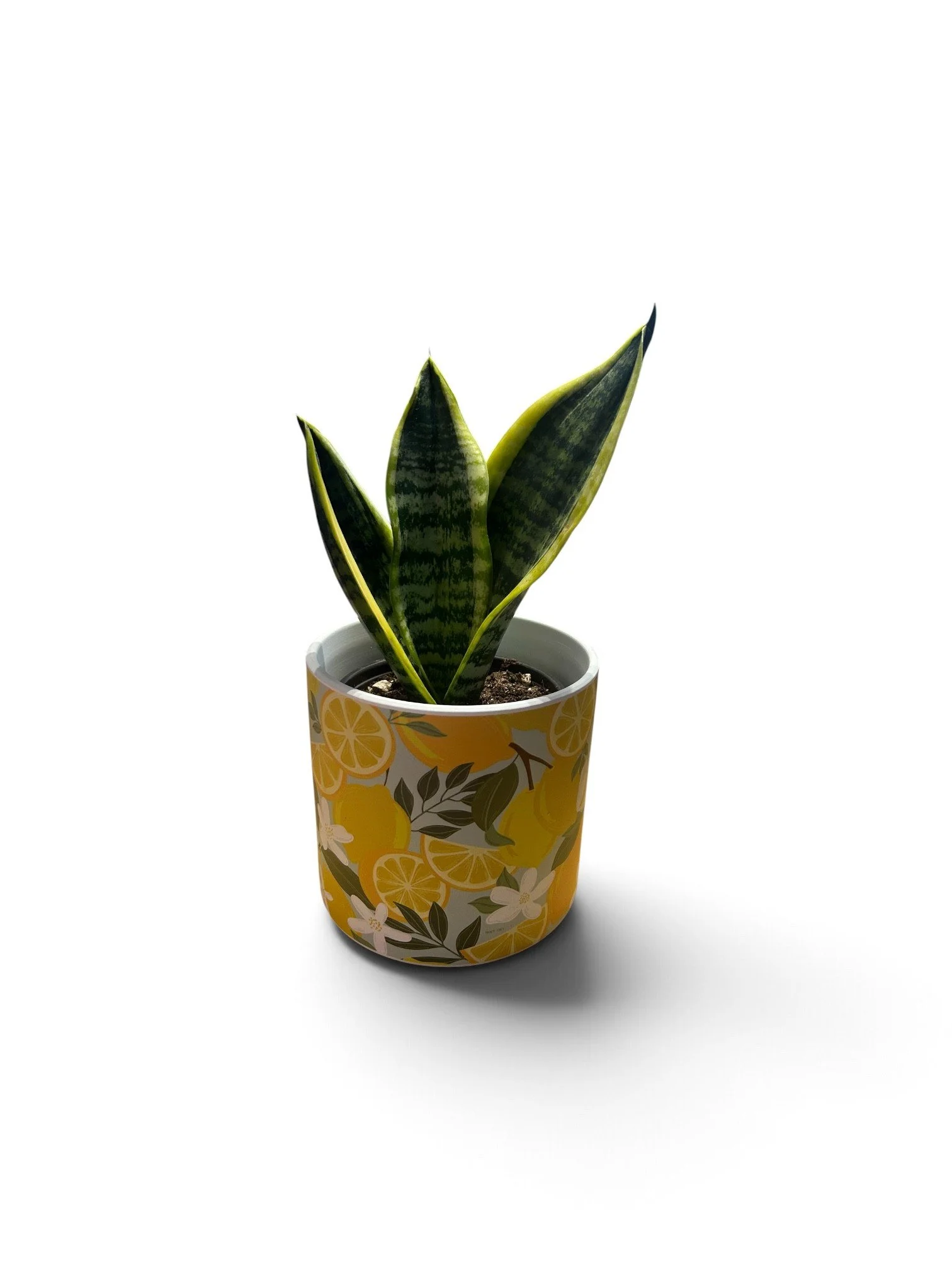 Welcome Home House Plant - Gift Ready Indoor Plant in Ceramic Pot - Calgary