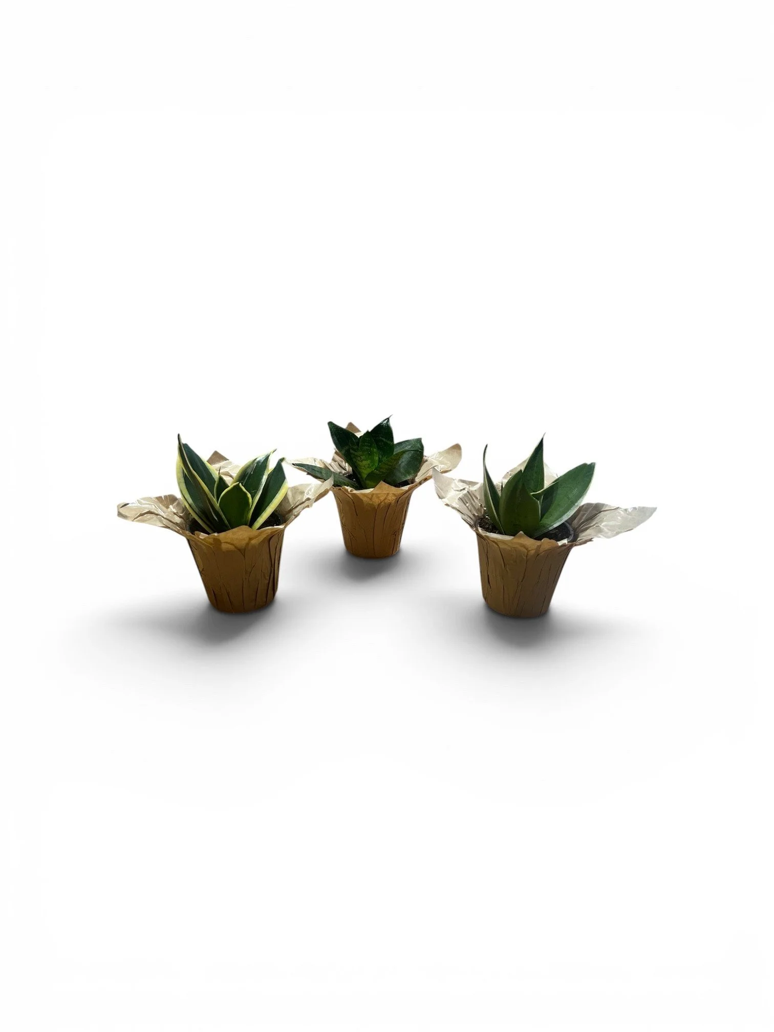 Snake-plant-bird’s-nest-tropical-trio-easy-care-low-light-house-plant-office-desk-calgary-urbanplants.jpg