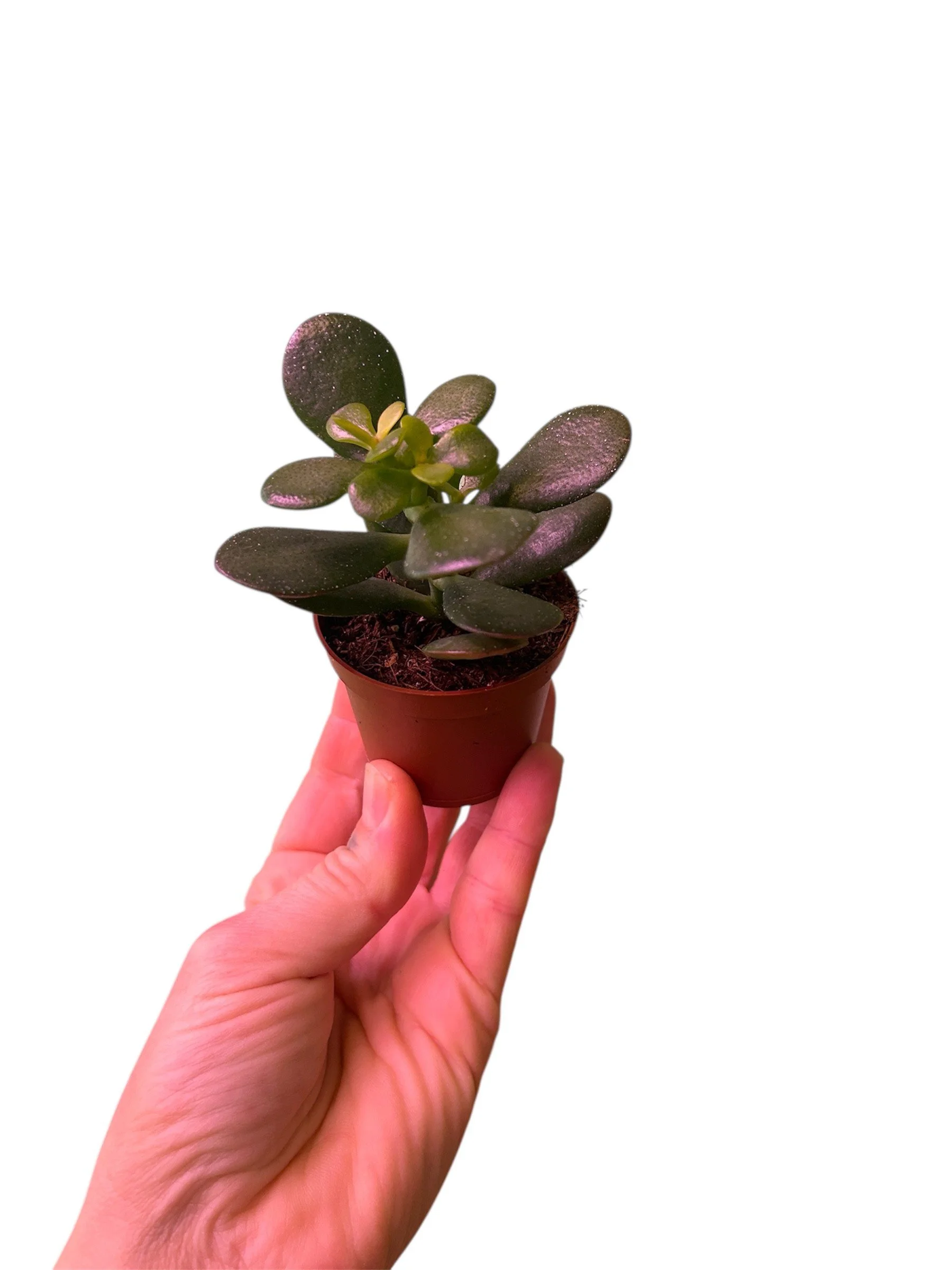 Mini Jade – 2.25” Easy-Care Plant in Plastic Nursery Pot