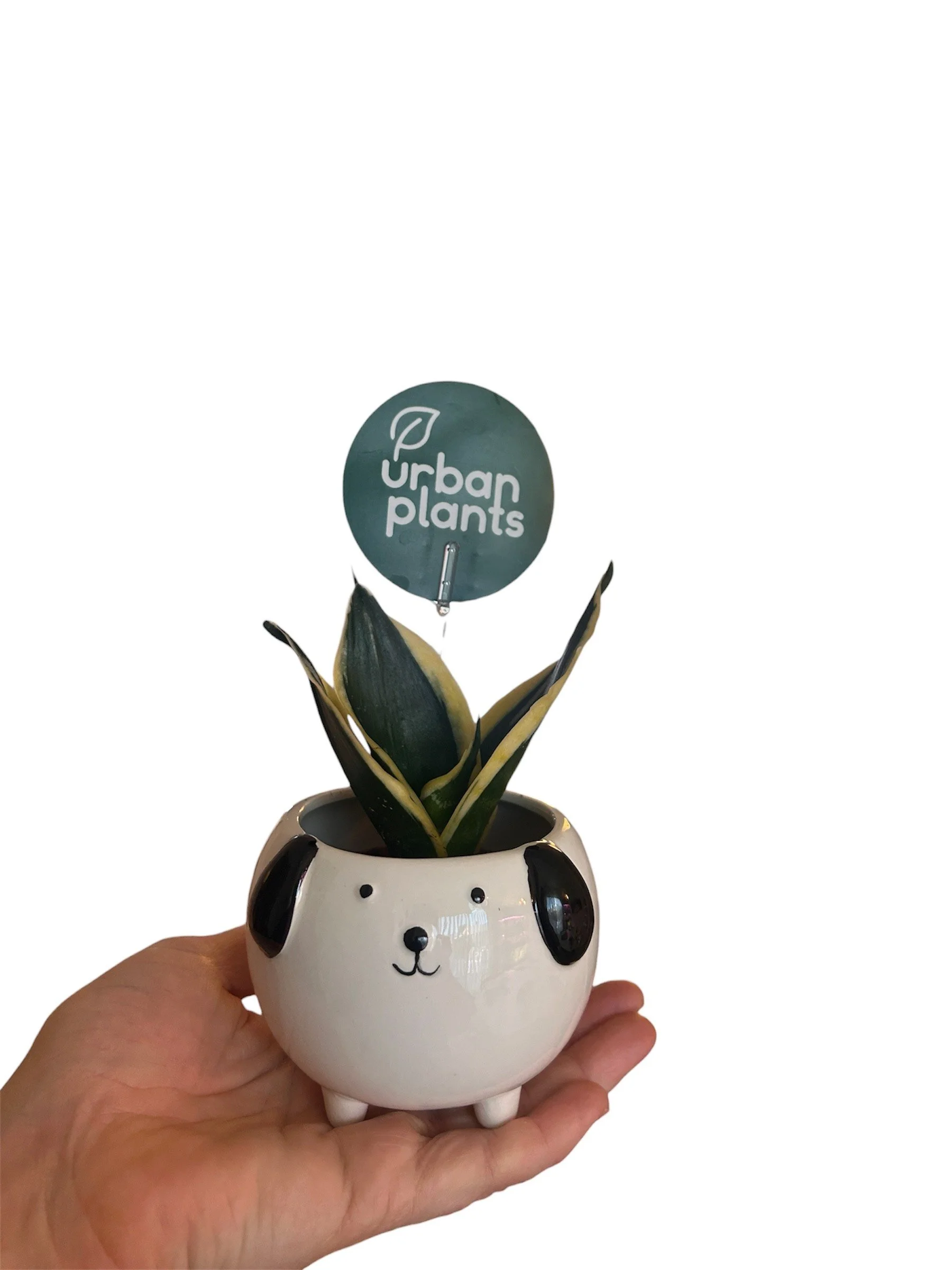 Dog Planter with Snake Plant - Easy Care - Plant Lover Gift