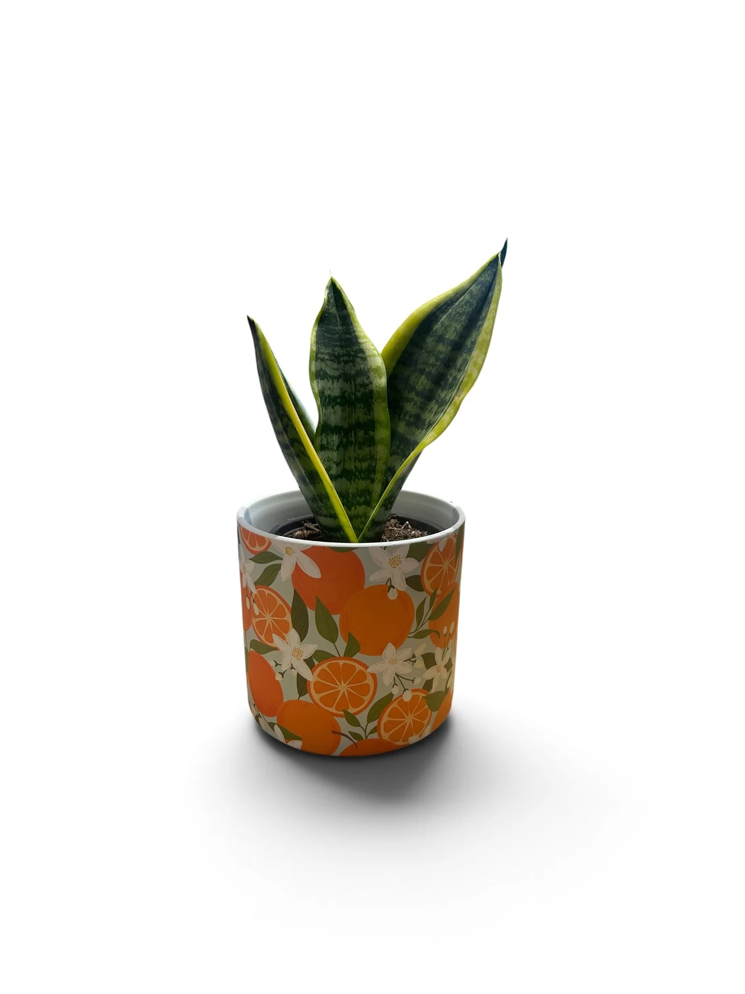 Welcome Home House Plant - Gift Ready Indoor Plant in Ceramic Pot - Calgary (Orange)