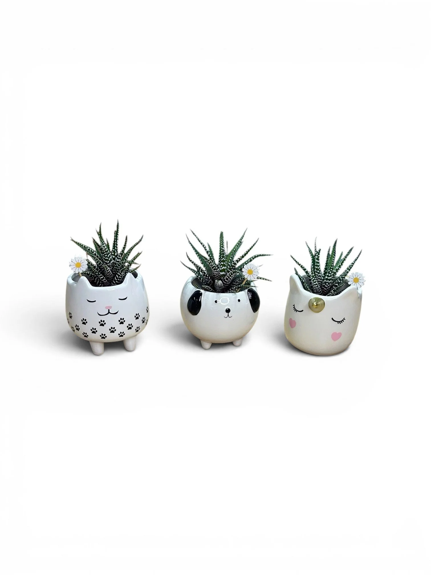 cute planter-trio-planter-kitty-office-gift-ready-succulent-small-pot-urban-plants.jpg