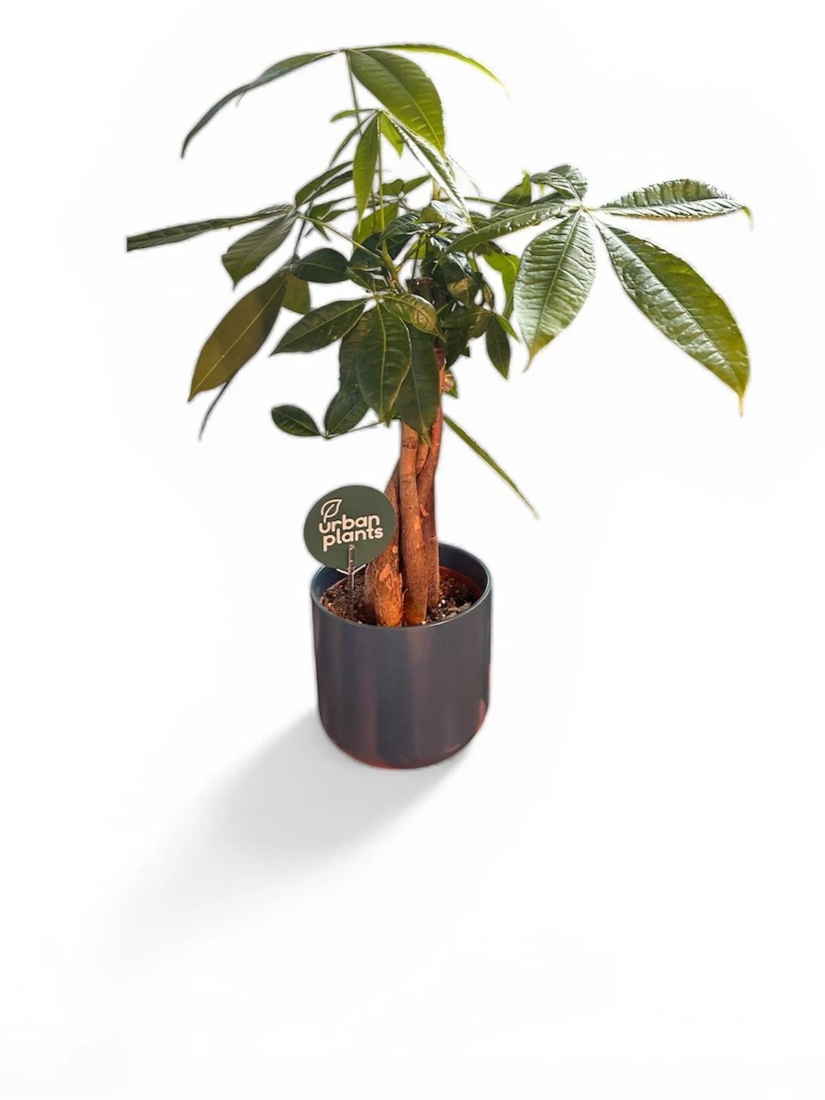 gift-ready-money-tree-houseplant-calgary-house-plant-urban-plants.jpg