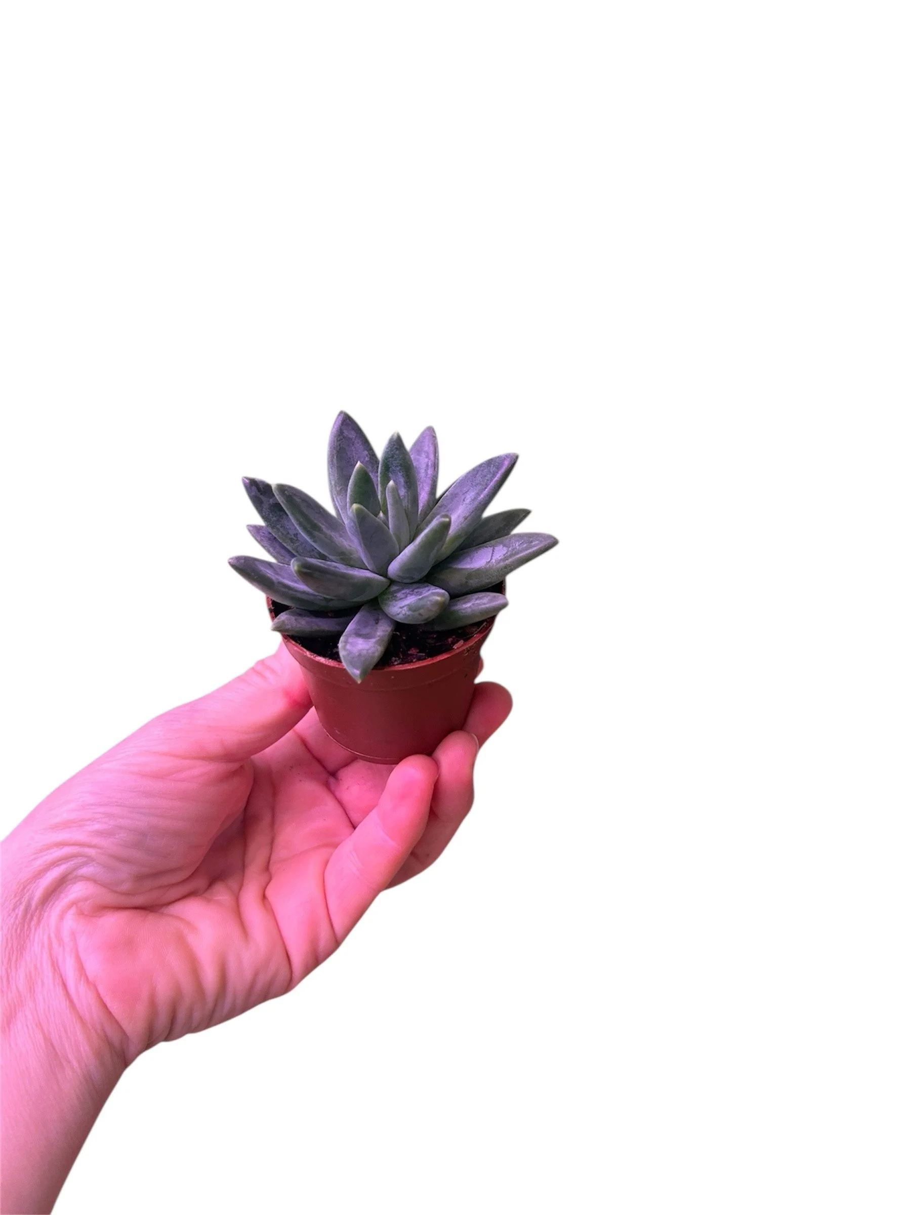 Mini Succulent - Blue – 2.25” Easy-Care Plant in Plastic Nursery Pot