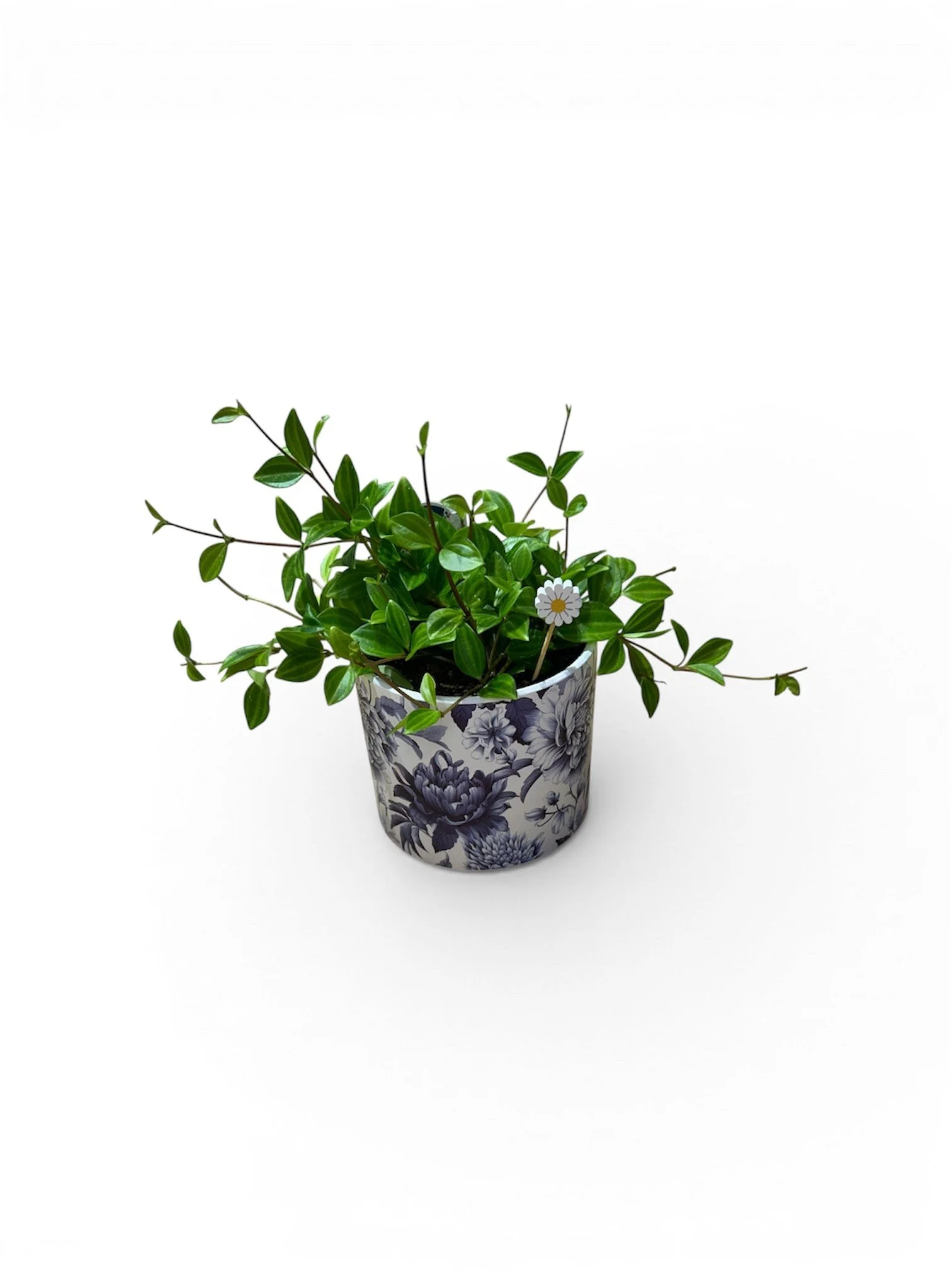 gift-ready-easy-care-house-plants-low-light-blue-flowers-calgary.jpg