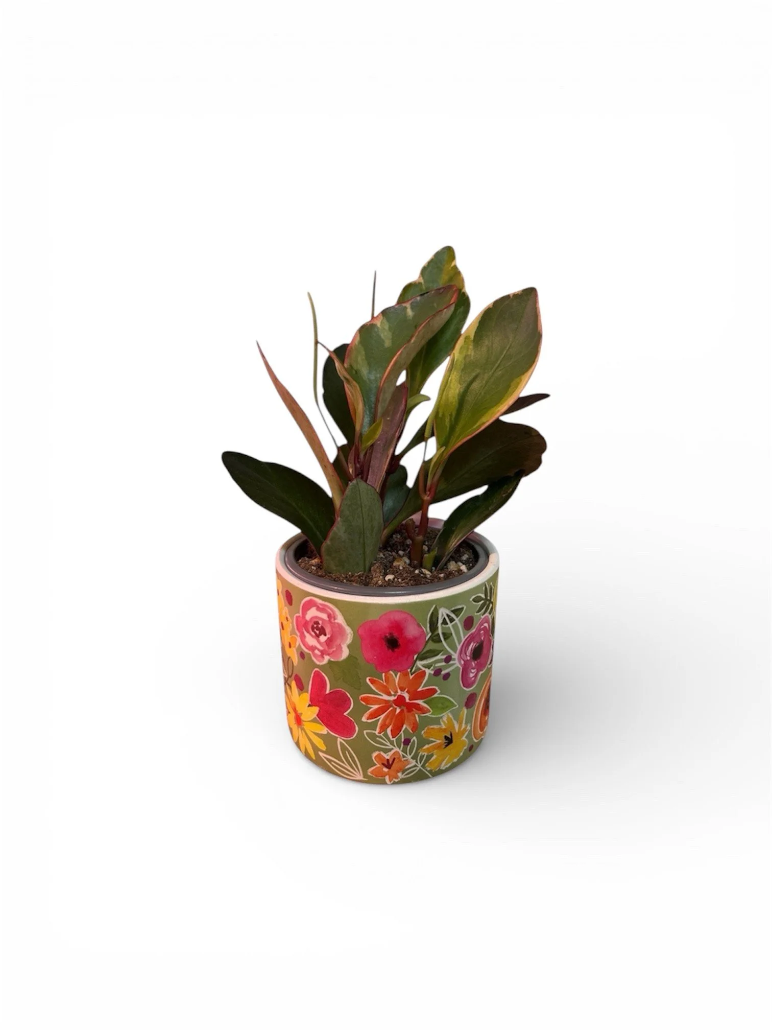 Gift Ready Indoor Plant in Ceramic Pot - Calgary Delivery (Floral Pattern)