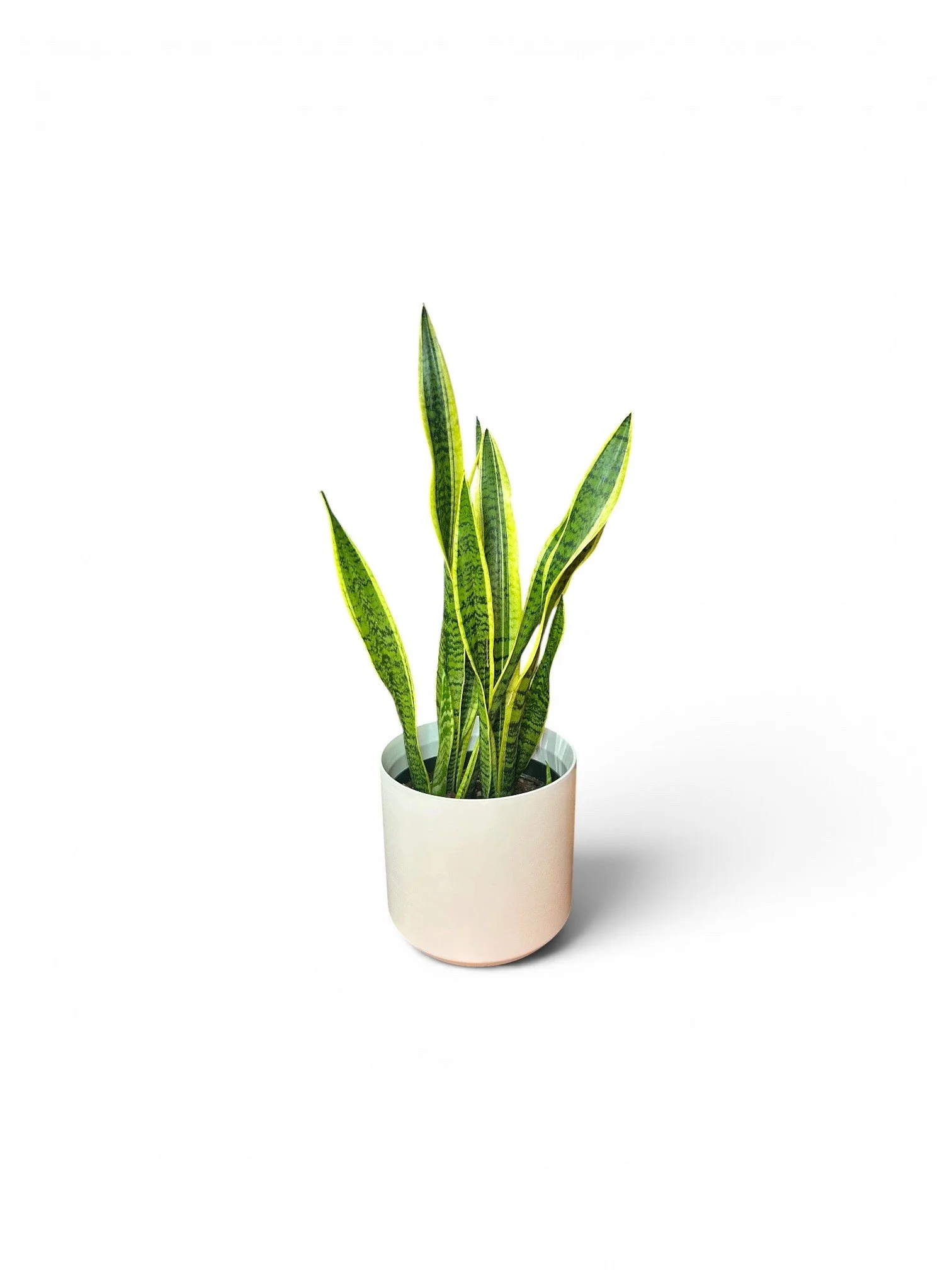 large-houseplants-calgary-easy-care-snake-plant-modern.jpg