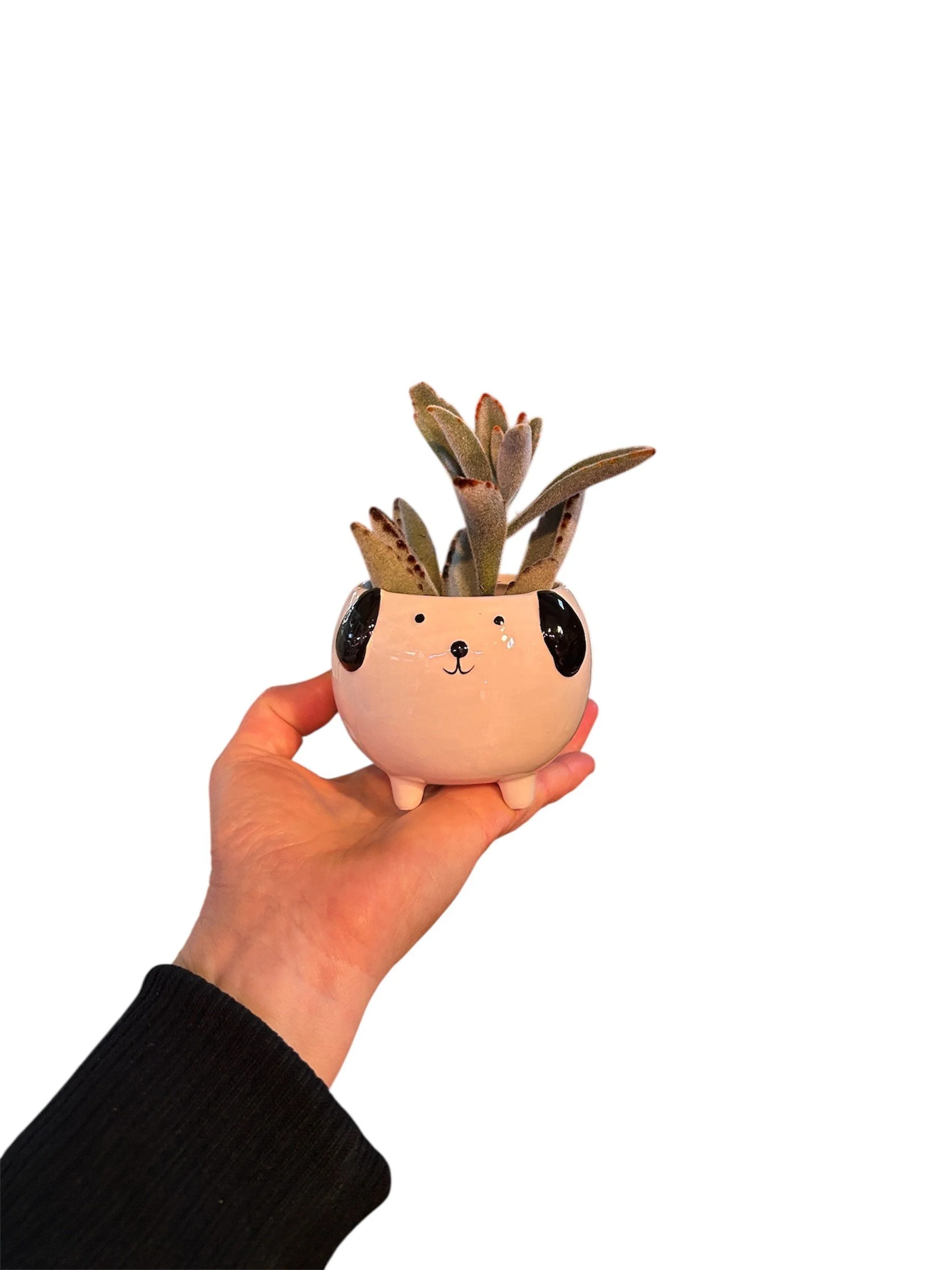 Gift Ready Indoor Plant in Ceramic Pot - Calgary Delivery (Dog)