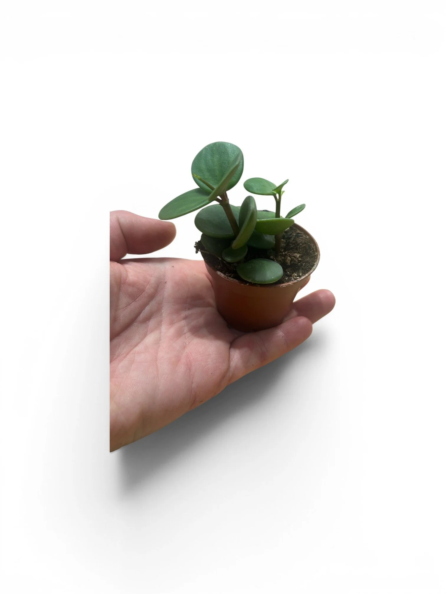 Peperomia Hope – 2.25” Easy-Care Plant in Plastic Nursery Pot