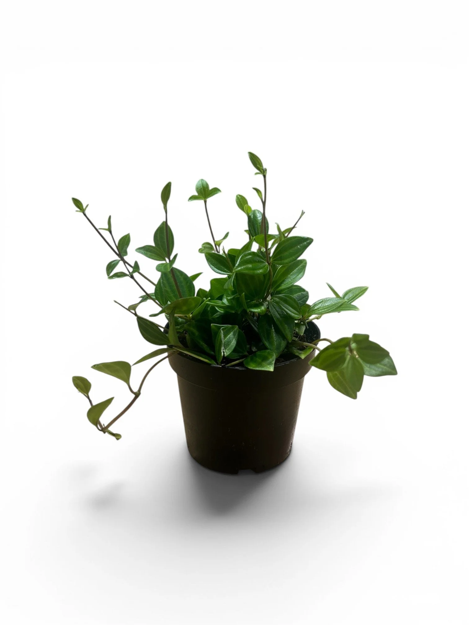 peperomia-beetle-pet-friendly-plant- green-indoor-low-light-easy-care-gift-calgary-urban-plants.jpg