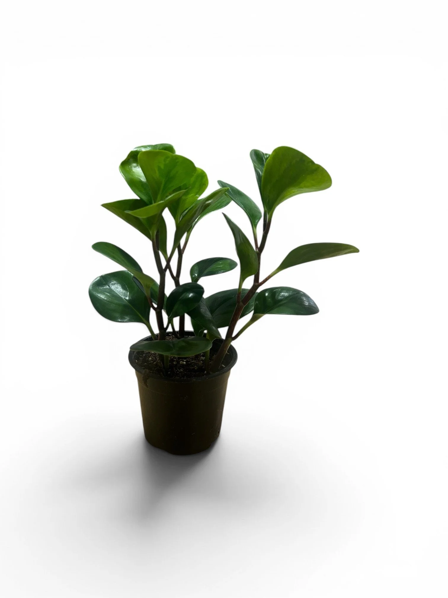 peperomia-green-pet-friendly-plant- green-indoor-low-light-easy-care-gift-calgary-urban-plants.jpg