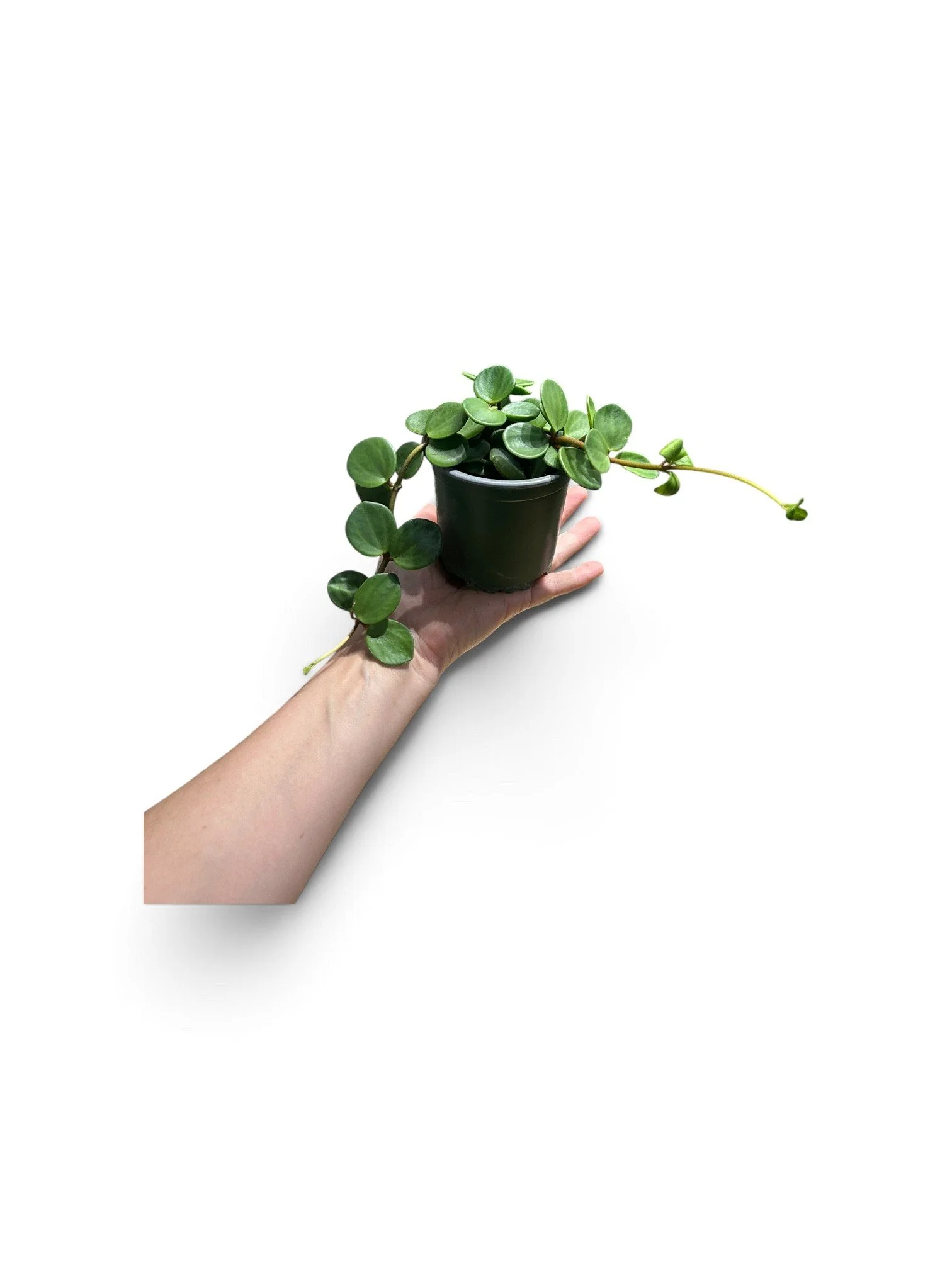 Peperomia Hope – 4” Easy Care Plant in Plastic Nursery Pot