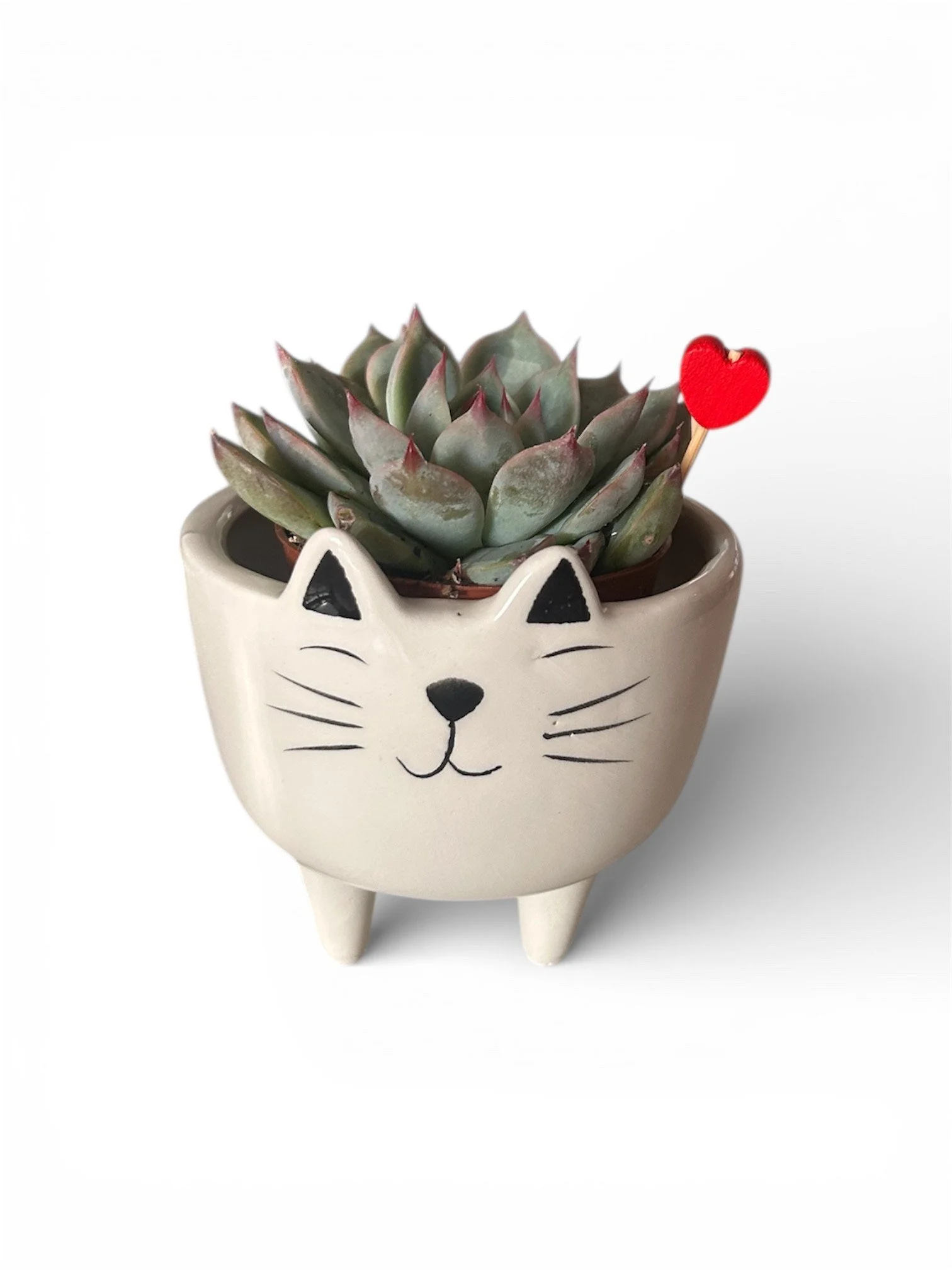 Gift Ready Indoor Plant in Ceramic Pot - Calgary Delivery (Cat)