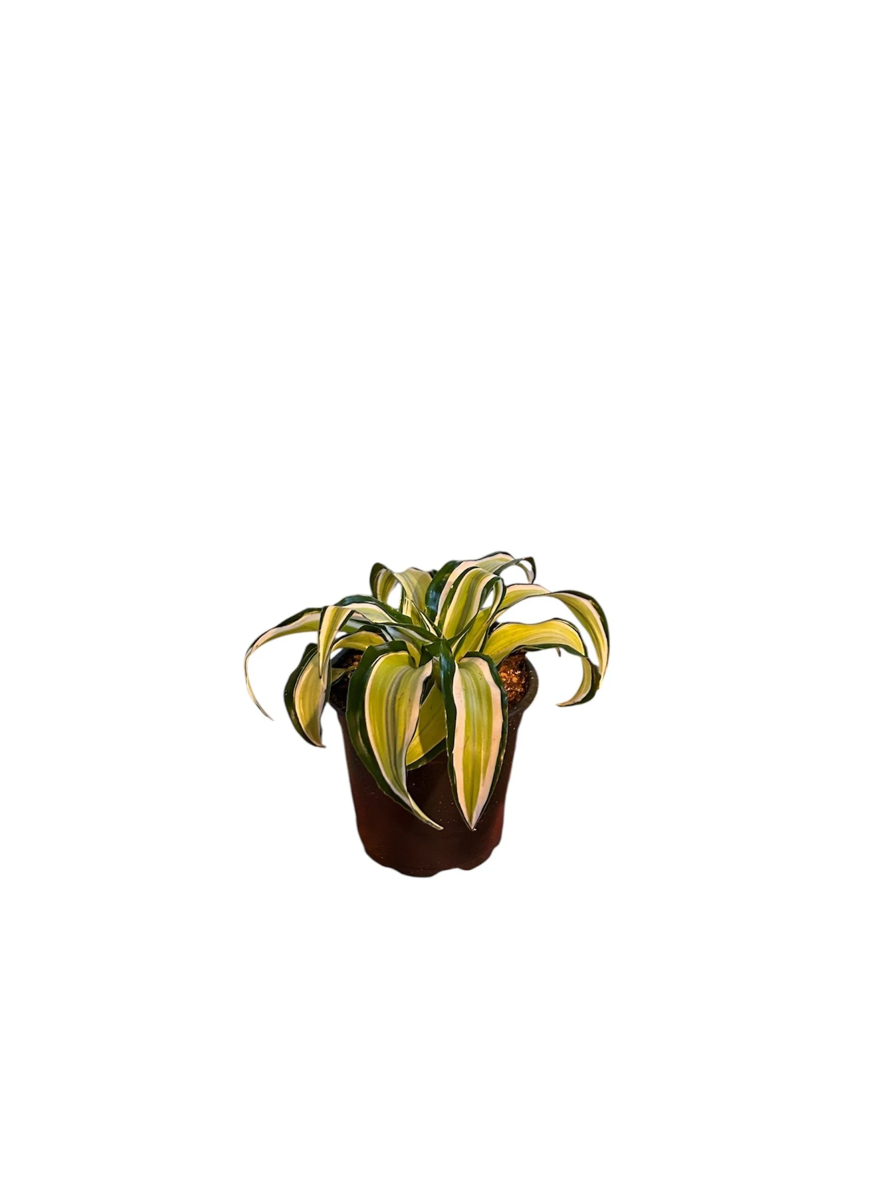 Dracaena-malaika-low-light-tropical-easy-care-house-plant-office-desk-calgary-urbanplants.jpg