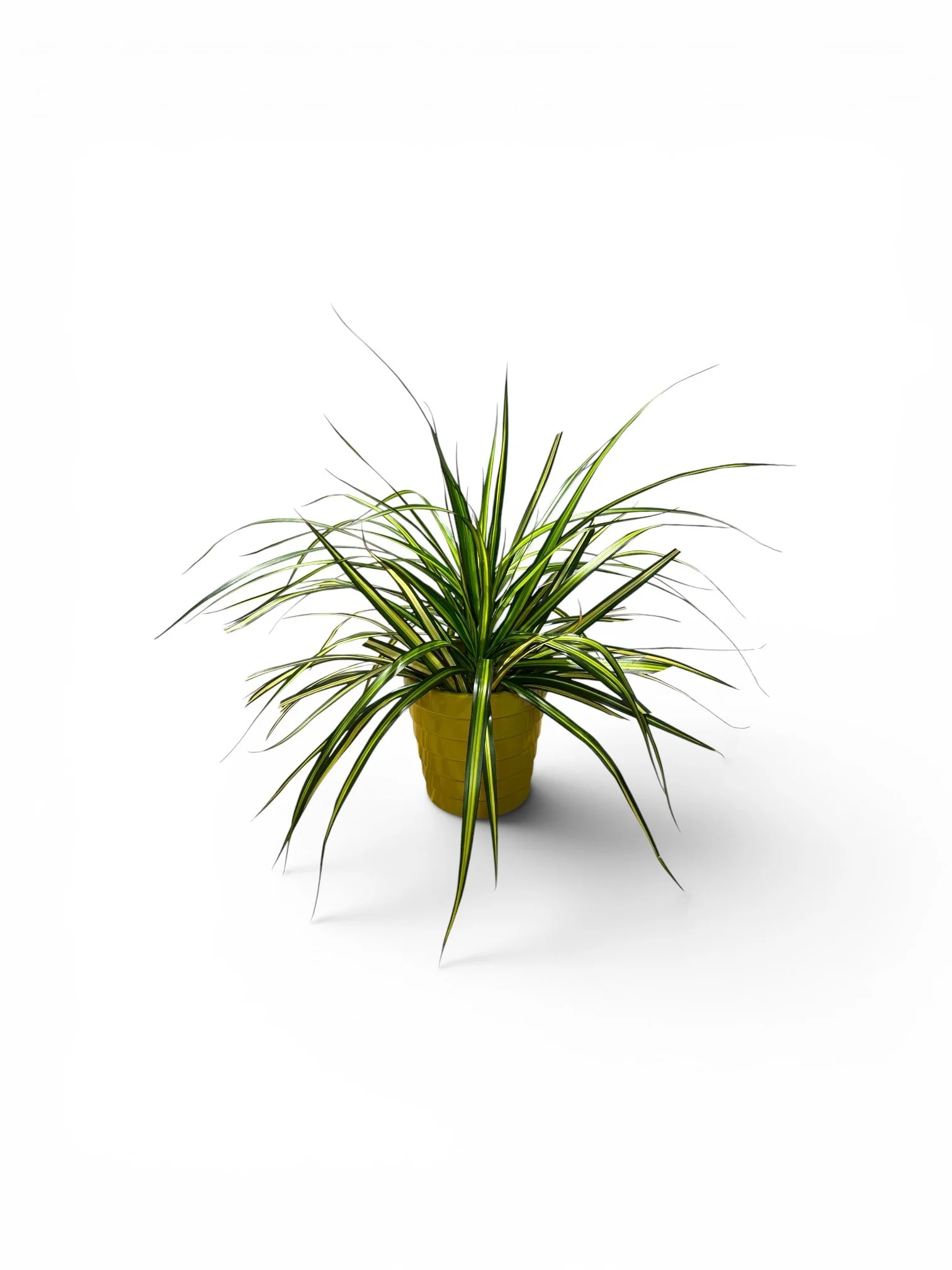 office-plant-dracaena-large-yellow-planter.jpg.JPG