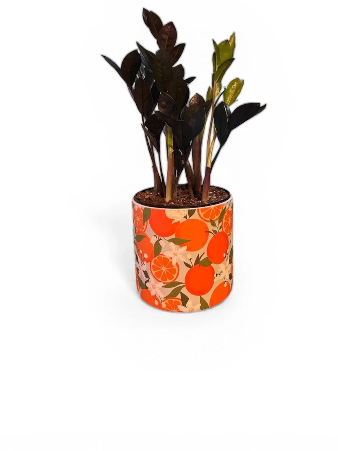 gift-ready-zz-ceramic-+decorative-houseplant-calgary-house-plant-urban-plants.jpg