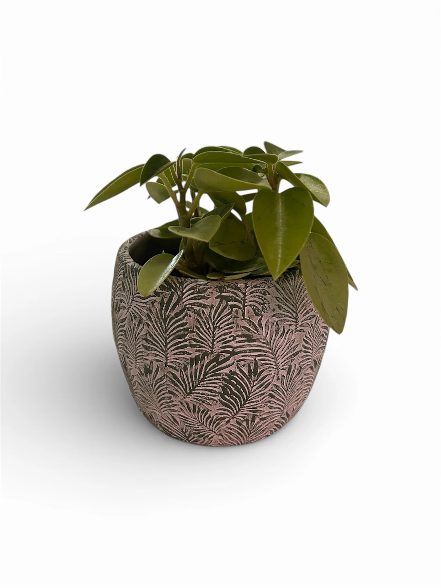 gift-ready-indoor-plant-ceramic-pot-calgary-planter.jpg.jpeg