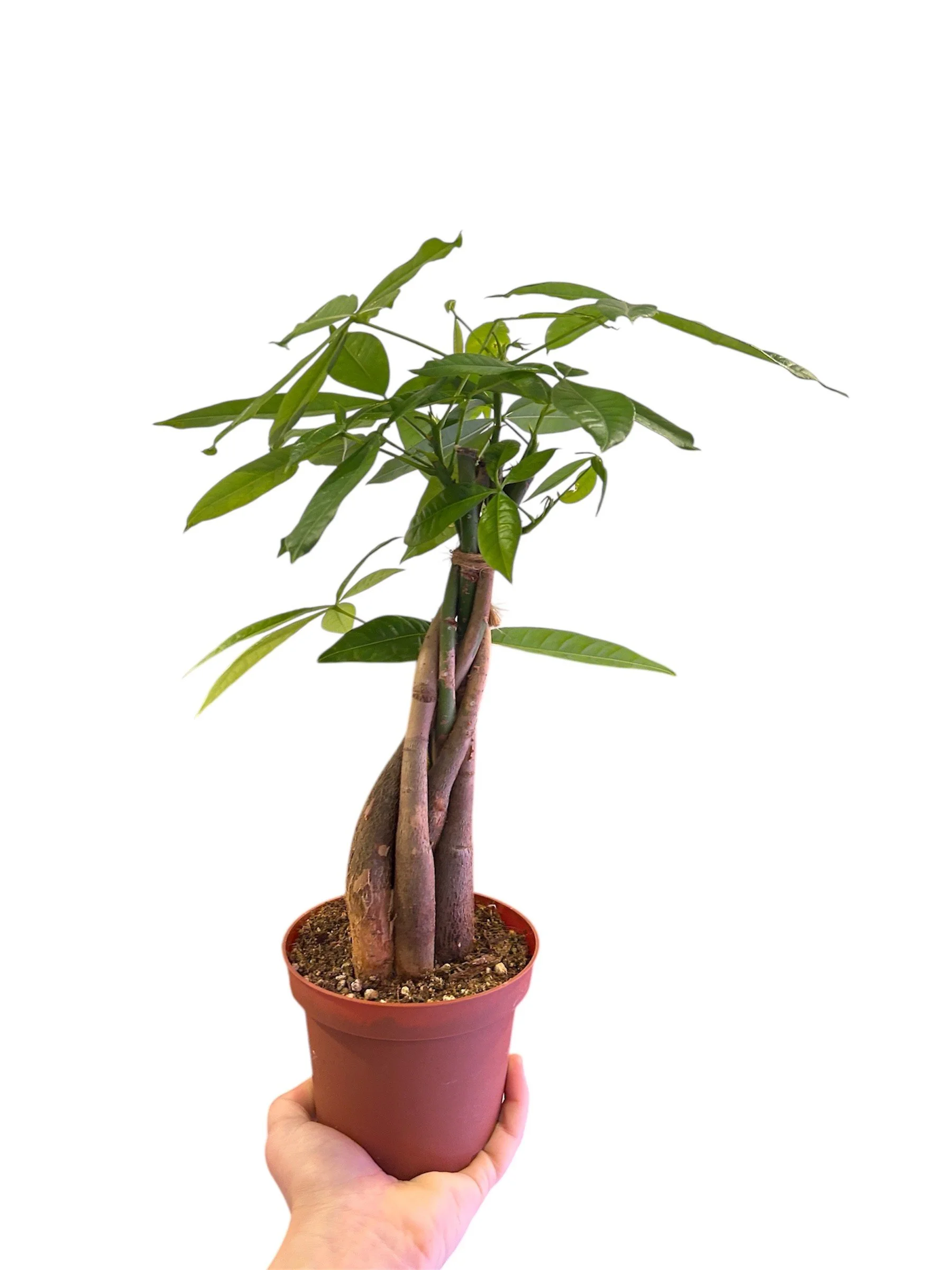 Money Tree – 5” Easy-Care Plant in Plastic Nursery Pot