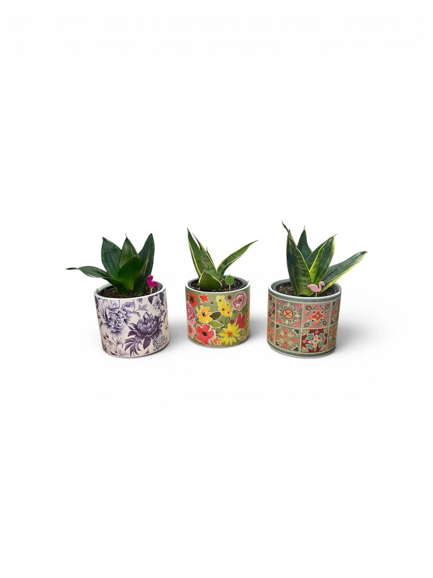 gift-ready-hosueplants-trio-calgary-low-light-desk-office-plant.jpg
