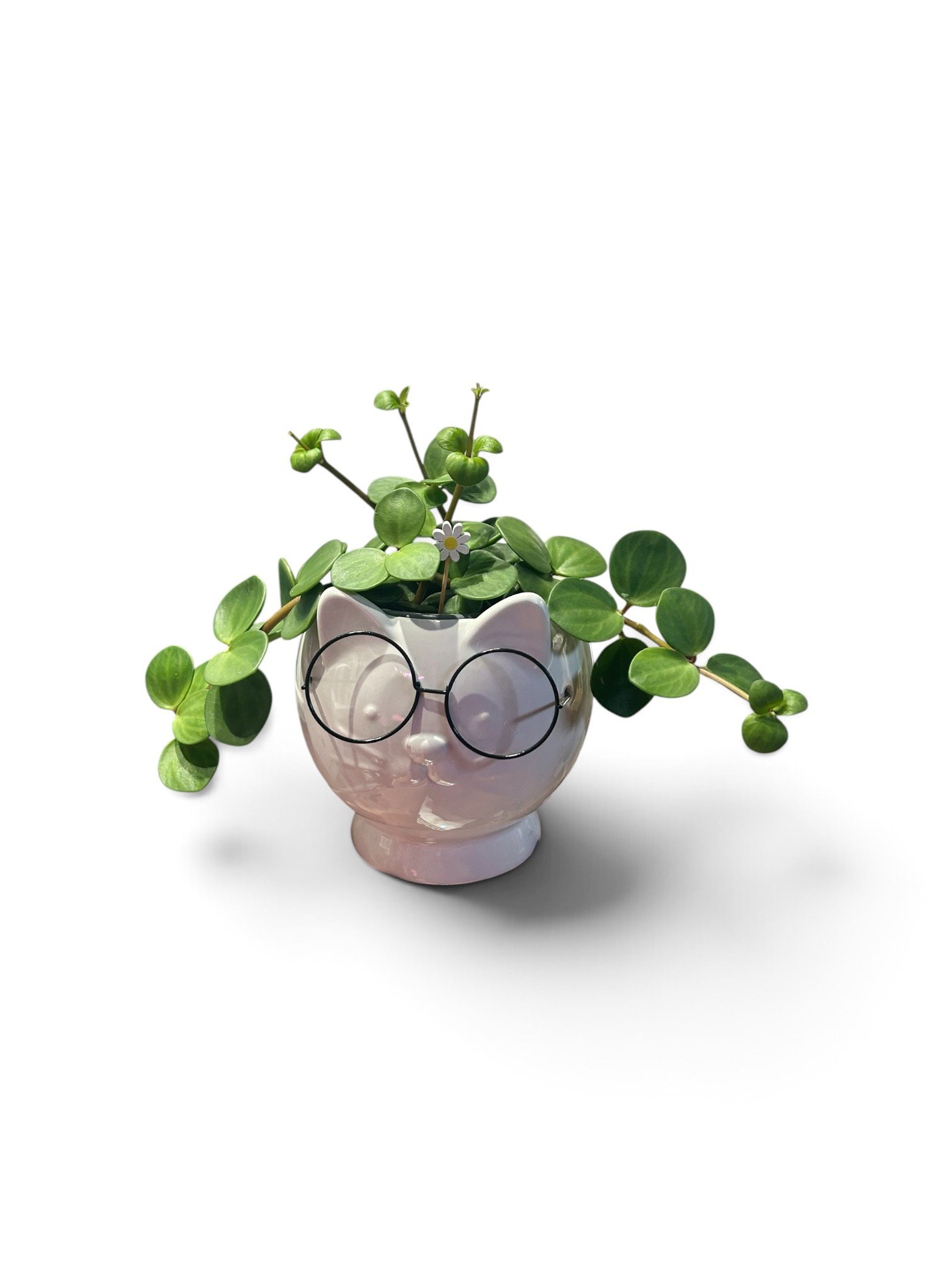 Gift Ready Indoor Plant in Ceramic Pot - Pet Friendly  Calgary (Cat with Glasses)