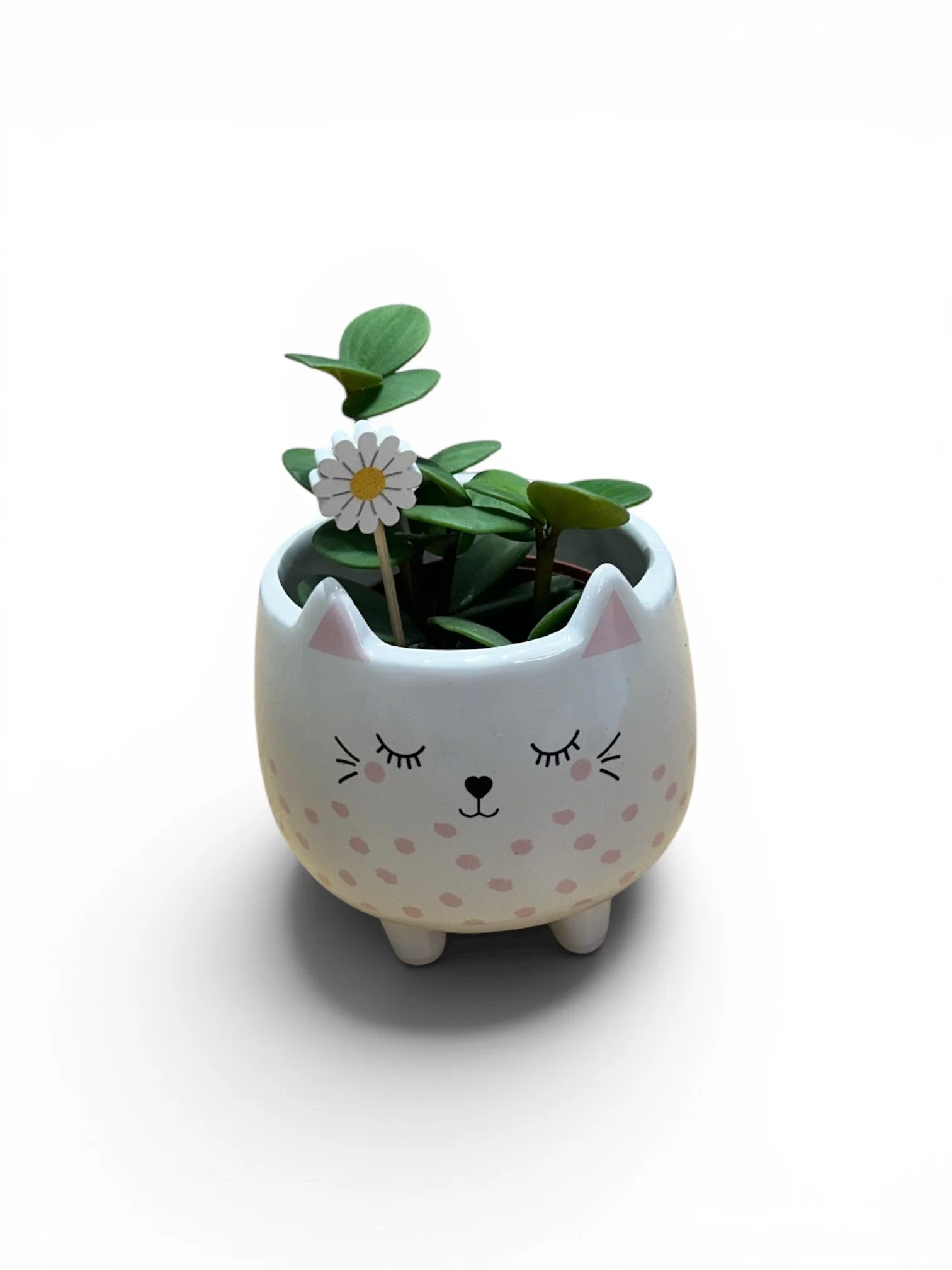 cat-face-plant-pot-cute-planter-kitty-office-gift-ready-small-pot-urban-plants.jpg