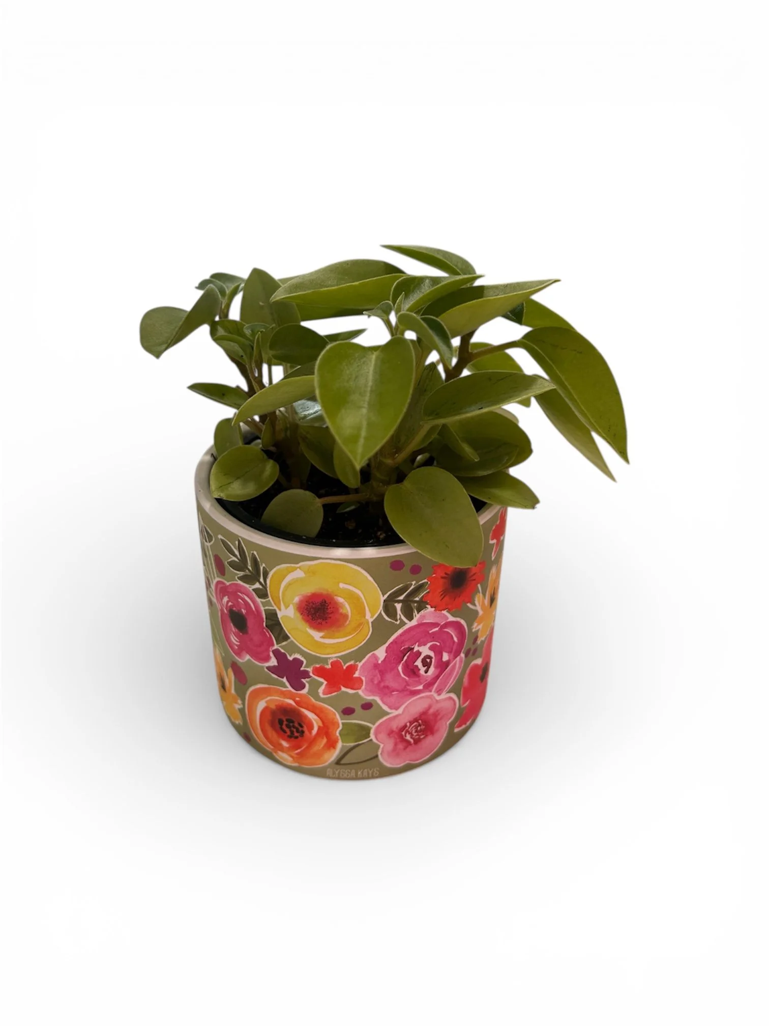 gift-ready-indoor-plant-ceramic-pot-calgary.jpg.jpeg
