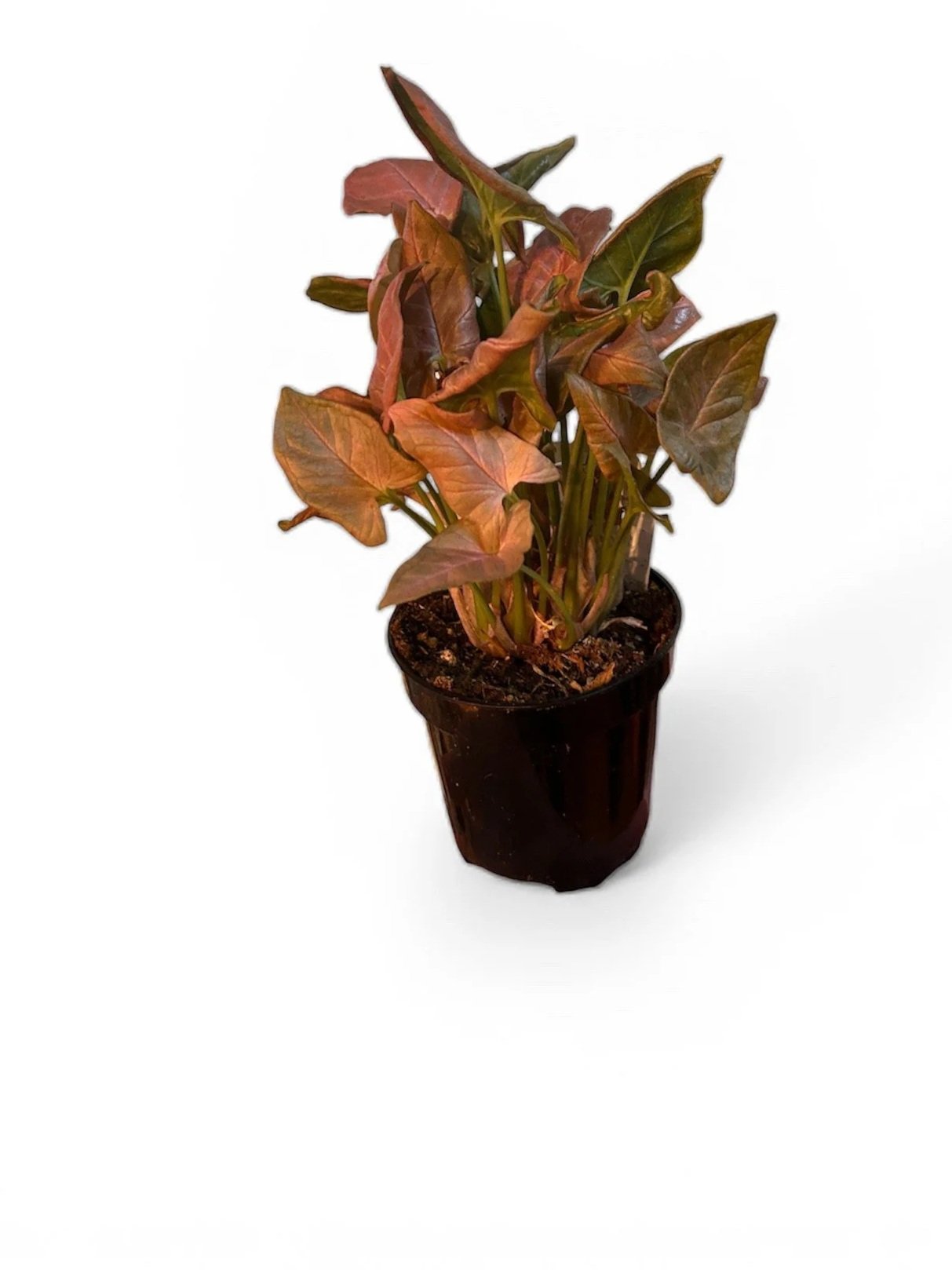 houseplant-calgary-pink-arrow-gift-house-plant-urban-plants.jpg