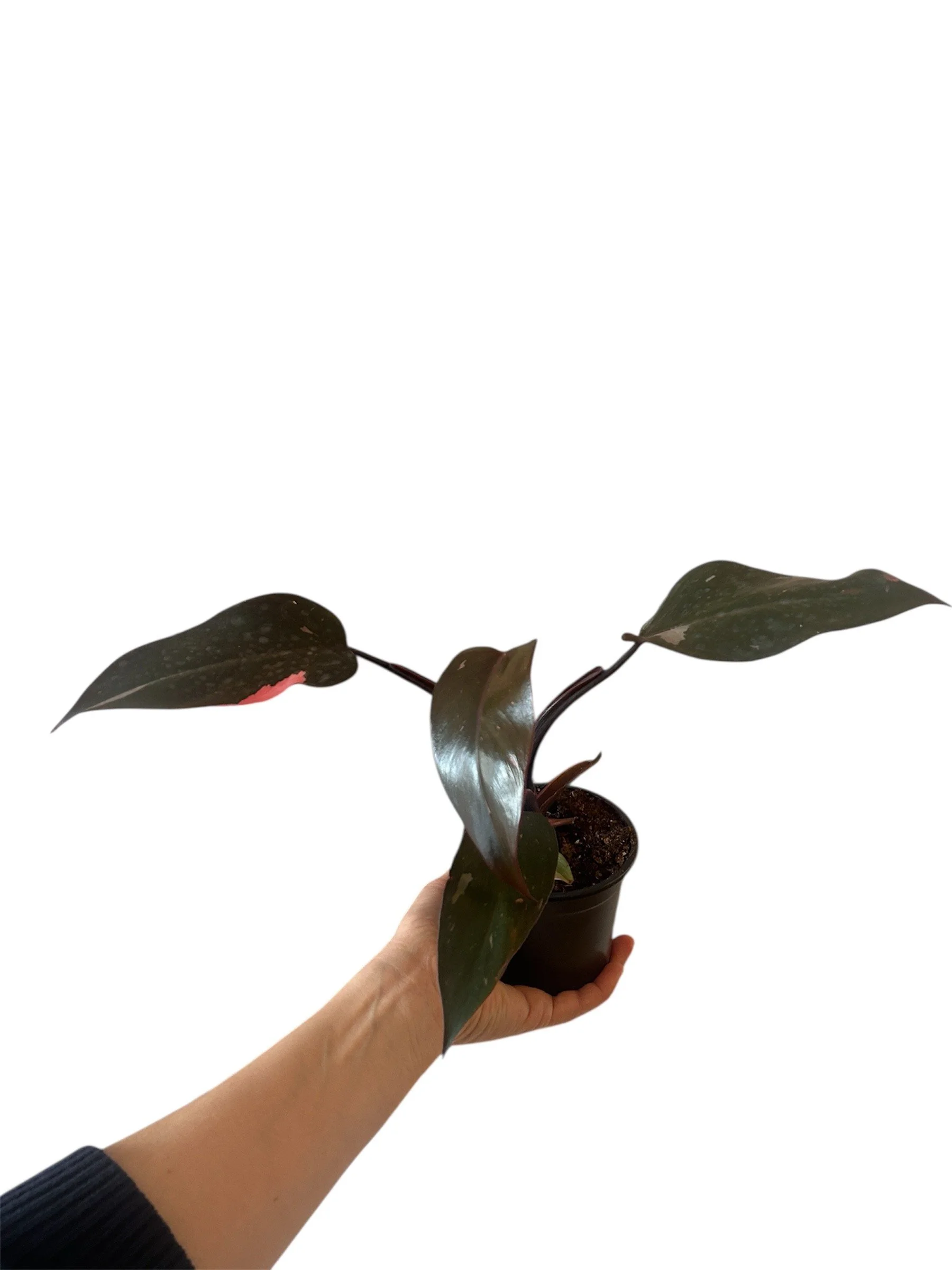 Pink Princess Philodendron – 4” Easy-Care Plant in Plastic Nursery Pot