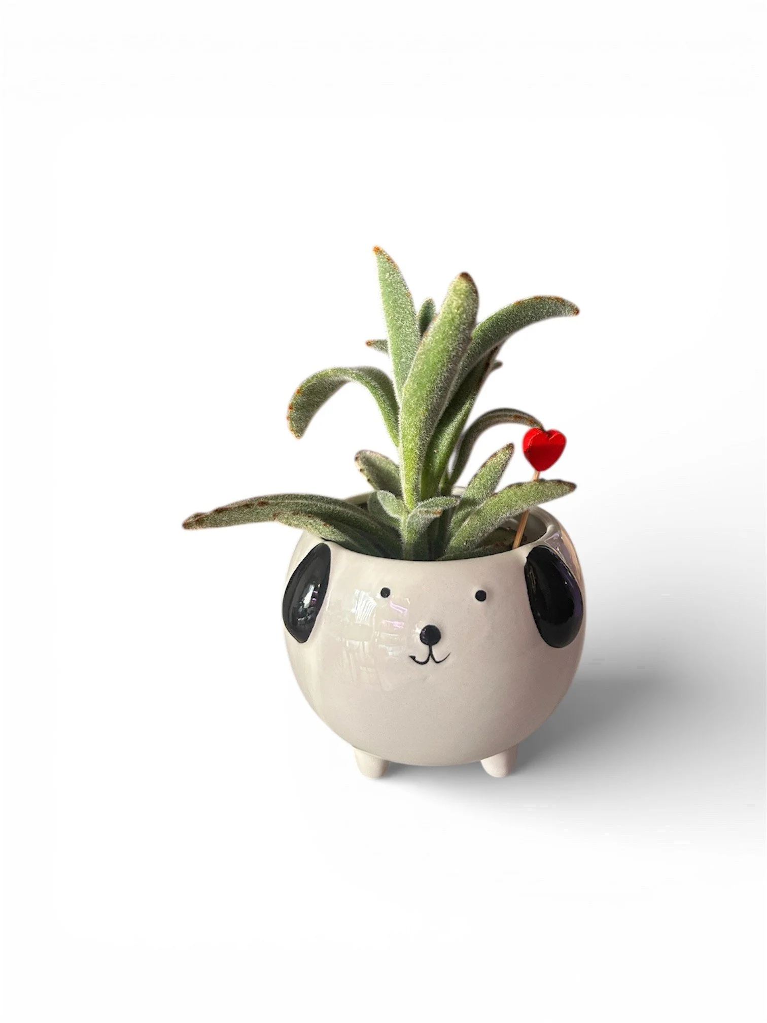Gift Ready Indoor Plant in Ceramic Pot - Calgary Delivery (Dog)