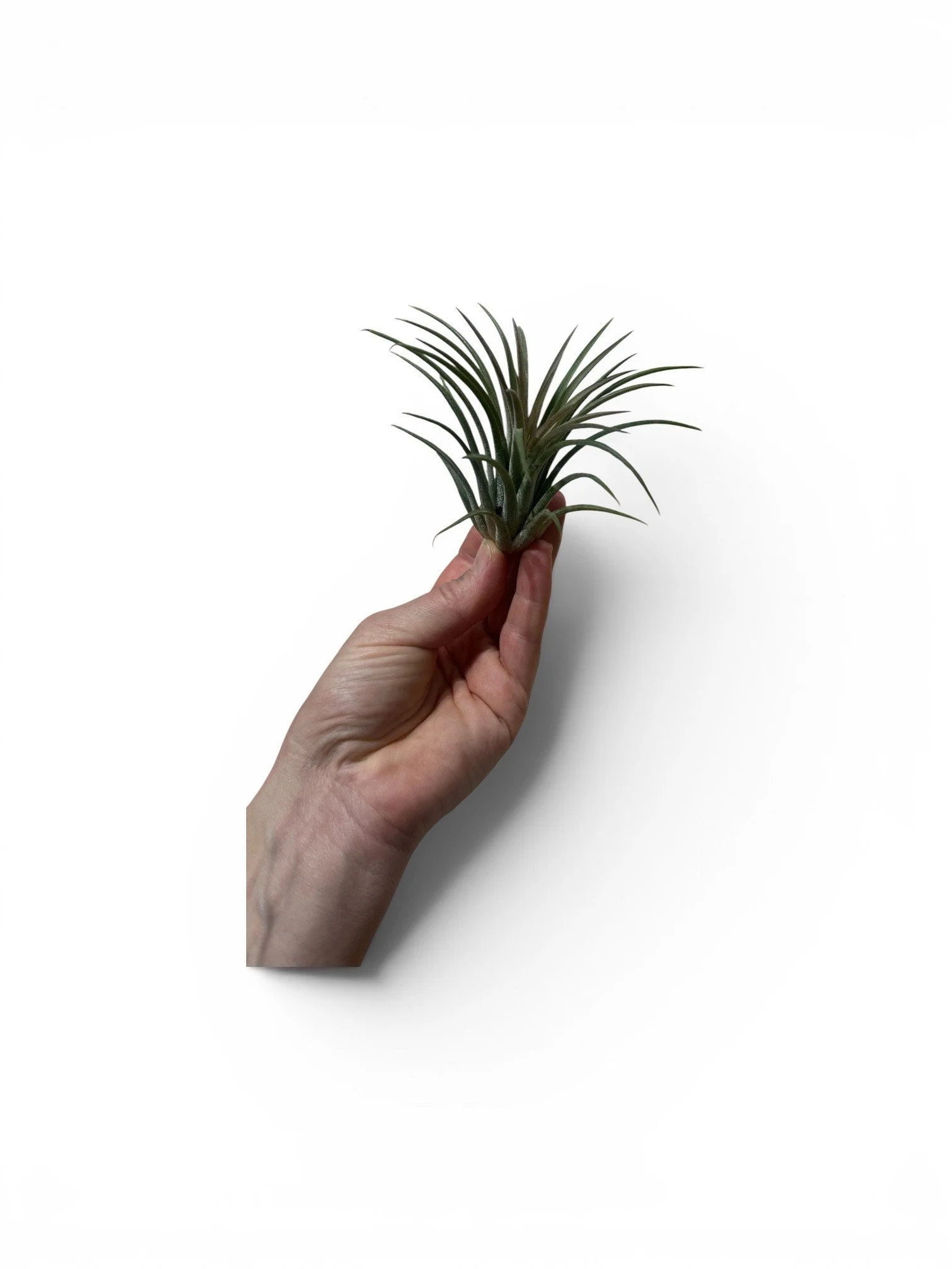 easy-care-air-plant-indoor-gift-ready-houseplants-calgary-urban-plants-office-plant.jpg