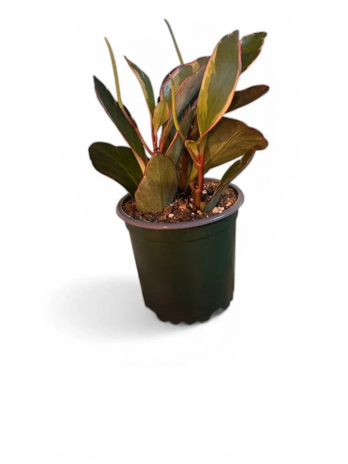 houseplants-calgary-ginny-gift-house-plant-urban-plants.jpg