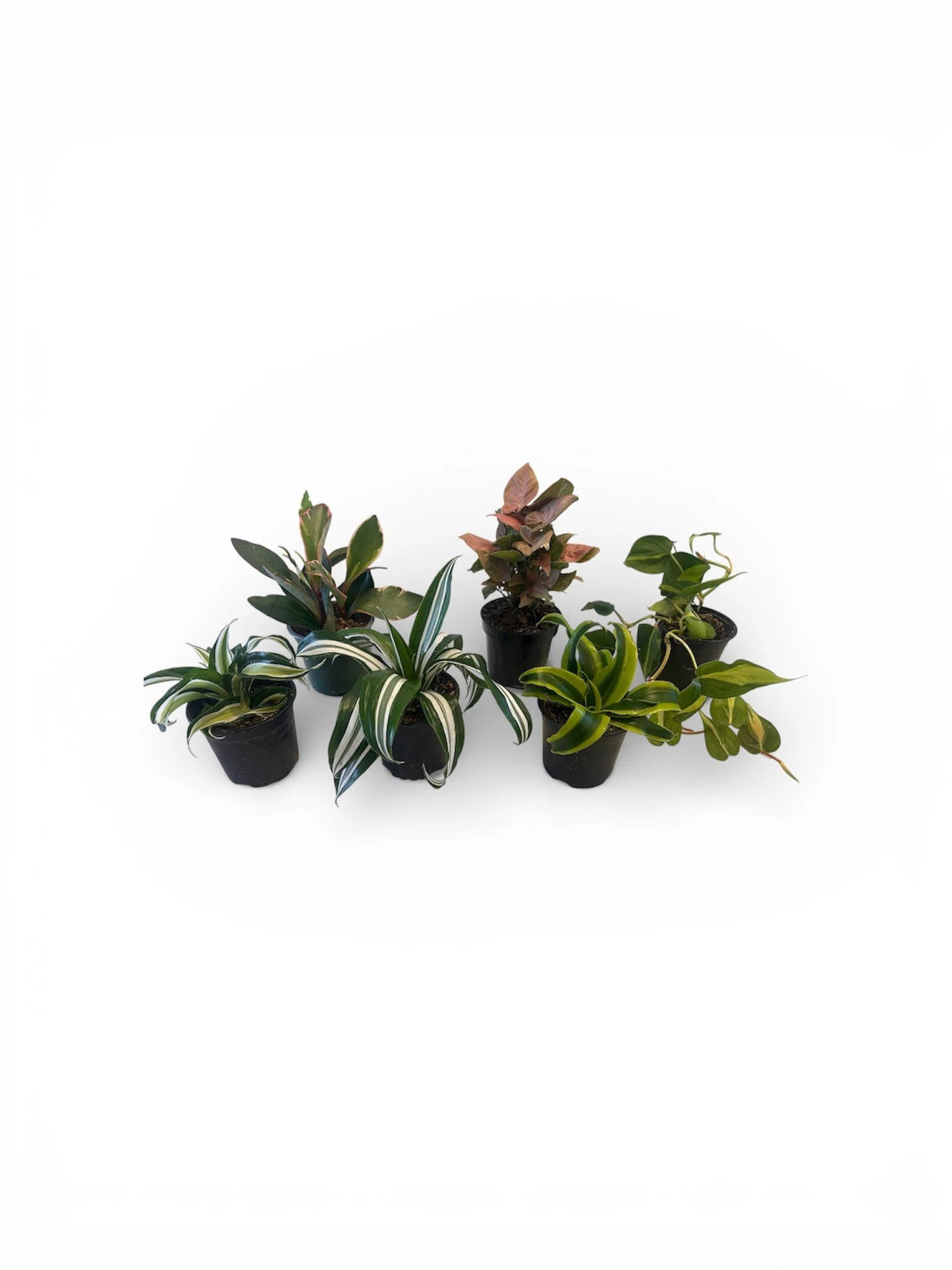 Easy Care Indoor House Plants Bundle - 6 House Plants