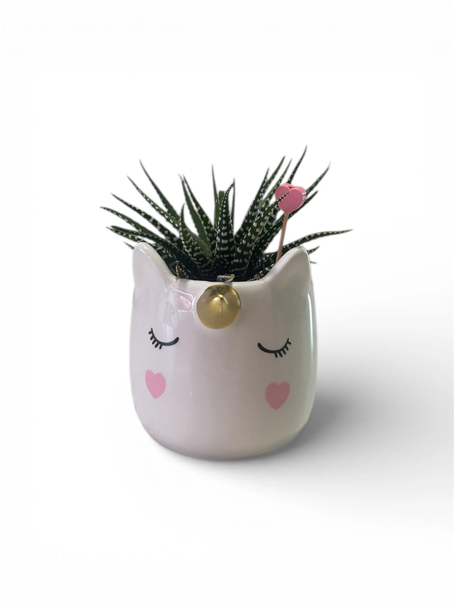 Gift Ready Indoor Plant in Ceramic Pot - Calgary Delivery (Unicorn)