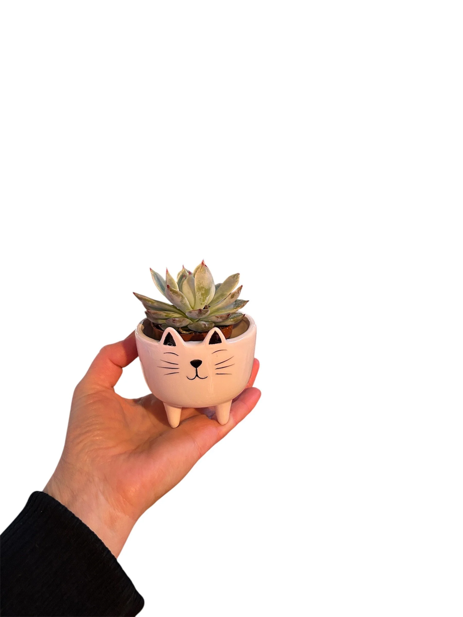 Gift Ready Indoor Plant in Ceramic Pot - Calgary Delivery (Cat)