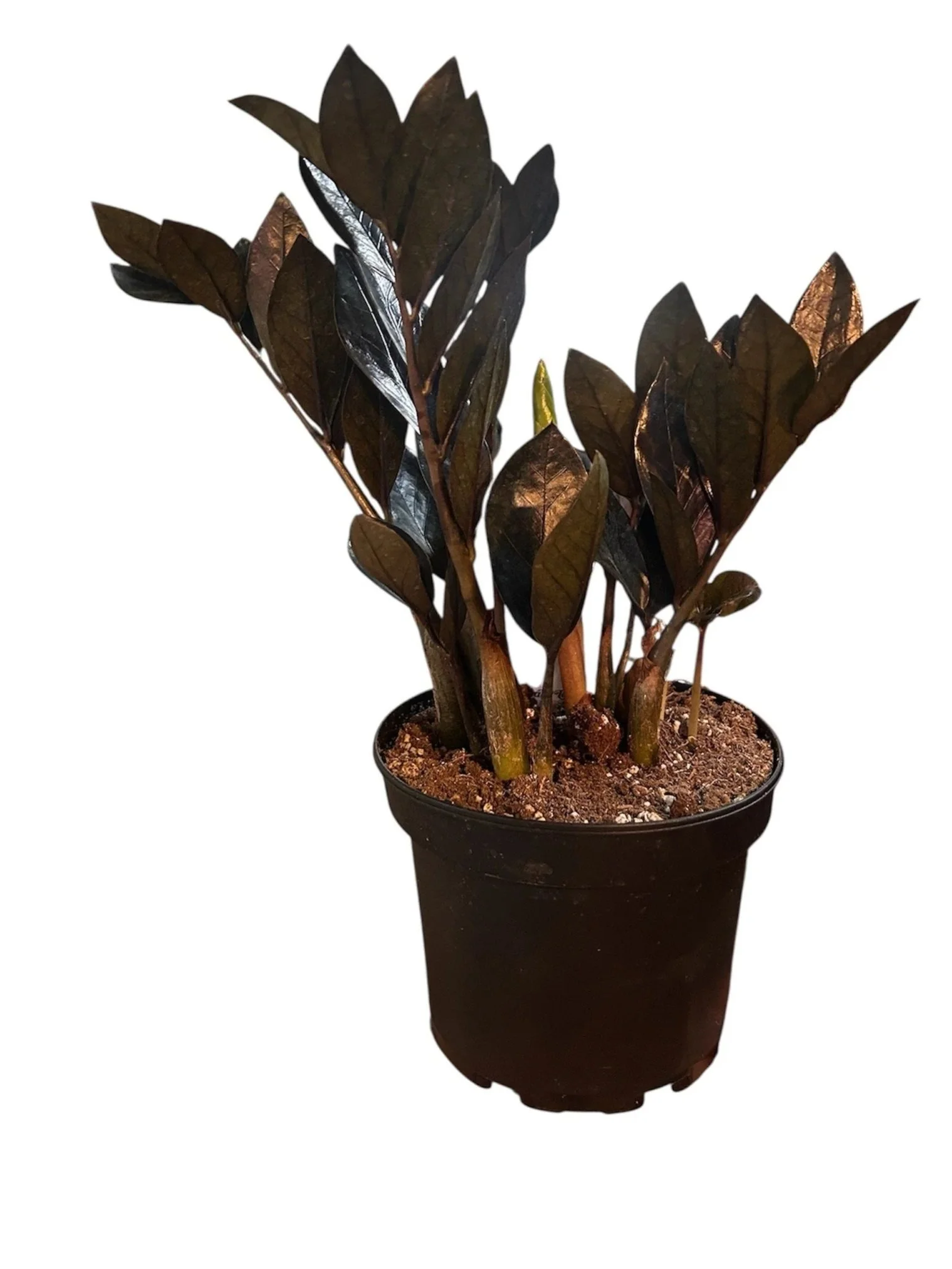 zz-black-easy-care-houseplants-calgary-office-urban-plants.jpg