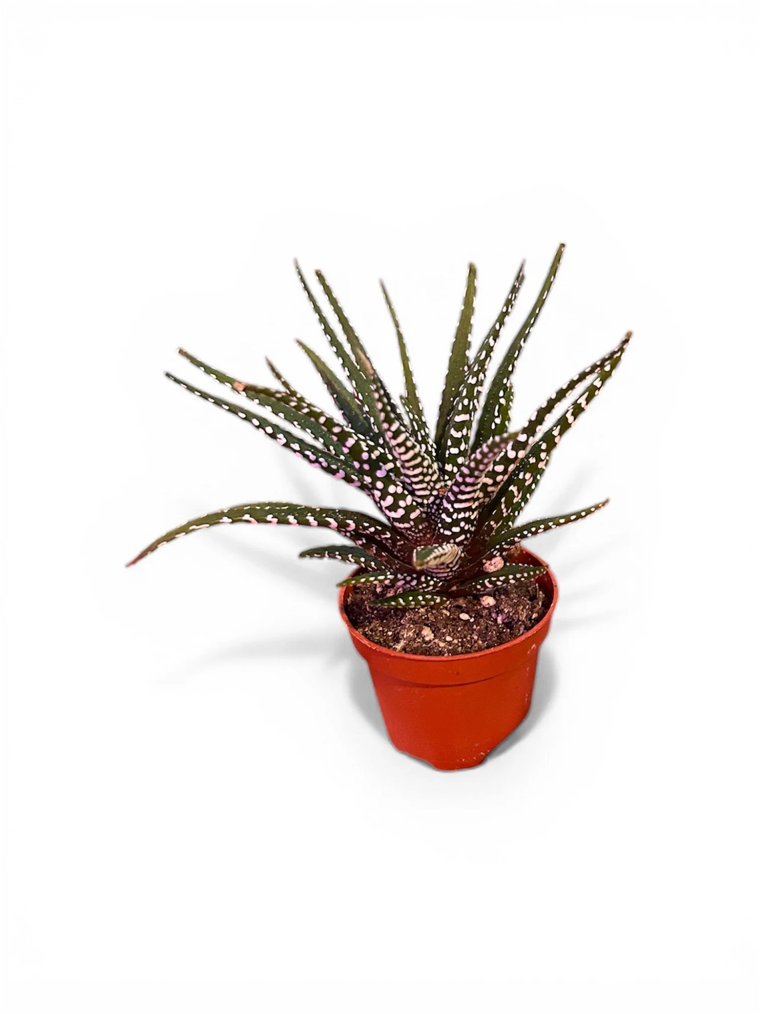 Zebra Haworthia– 2.25” Easy-Care Plant in Plastic Nursery Pot