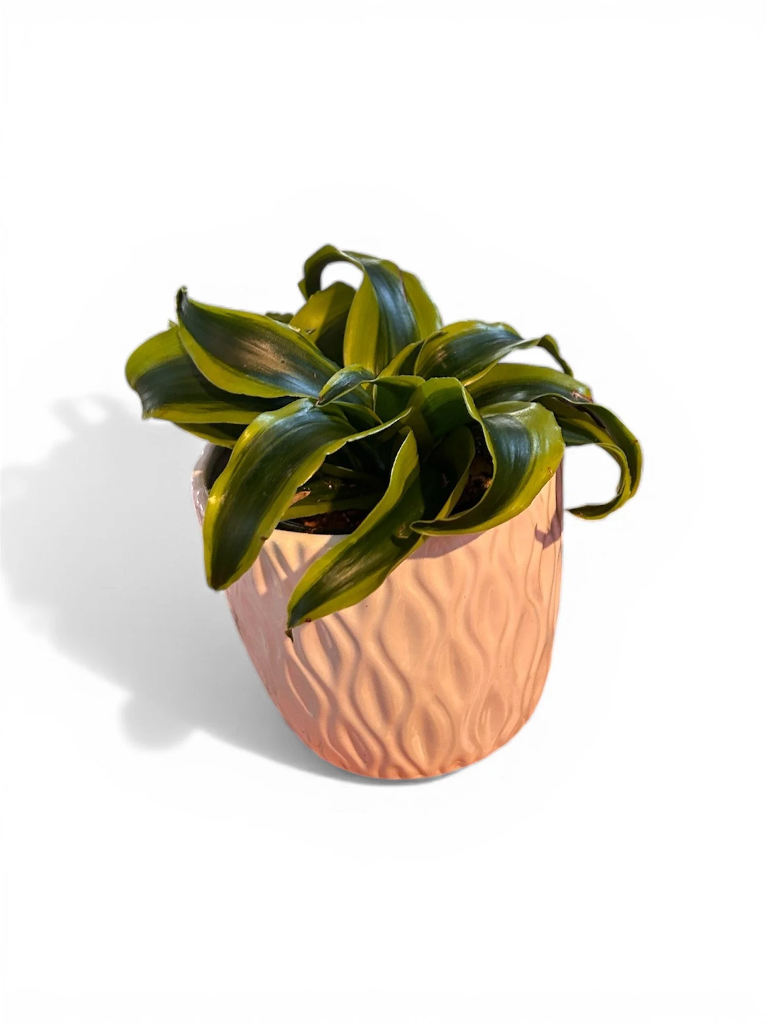 Gift Ready Indoor Plant in Ceramic Pot - Calgary Delivery (Dracaena Twist)