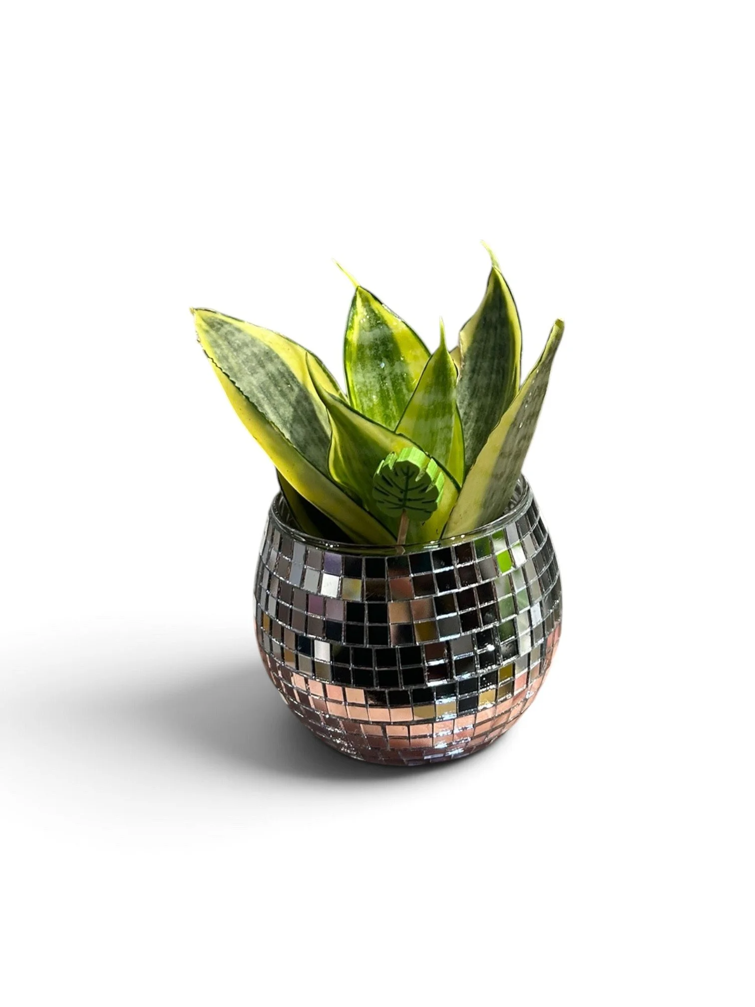 Gift Ready Indoor Plant in Ceramic Pot - Calgary Houseplant (Disco Ball)