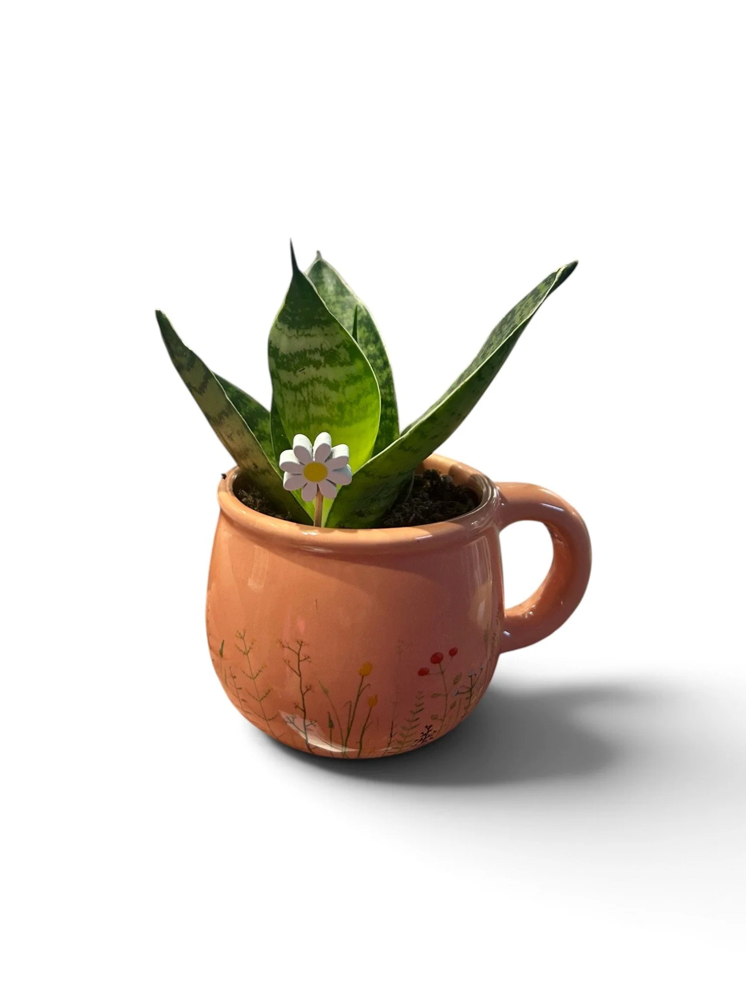 Gift Ready Indoor Plant in Ceramic Pot - Calgary Houseplant (Tea Cup)