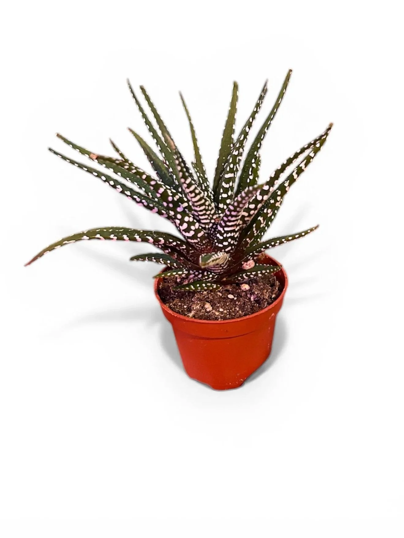 houseplants-calgary-haworthia-gift-house-plant-urban-plants.jpg