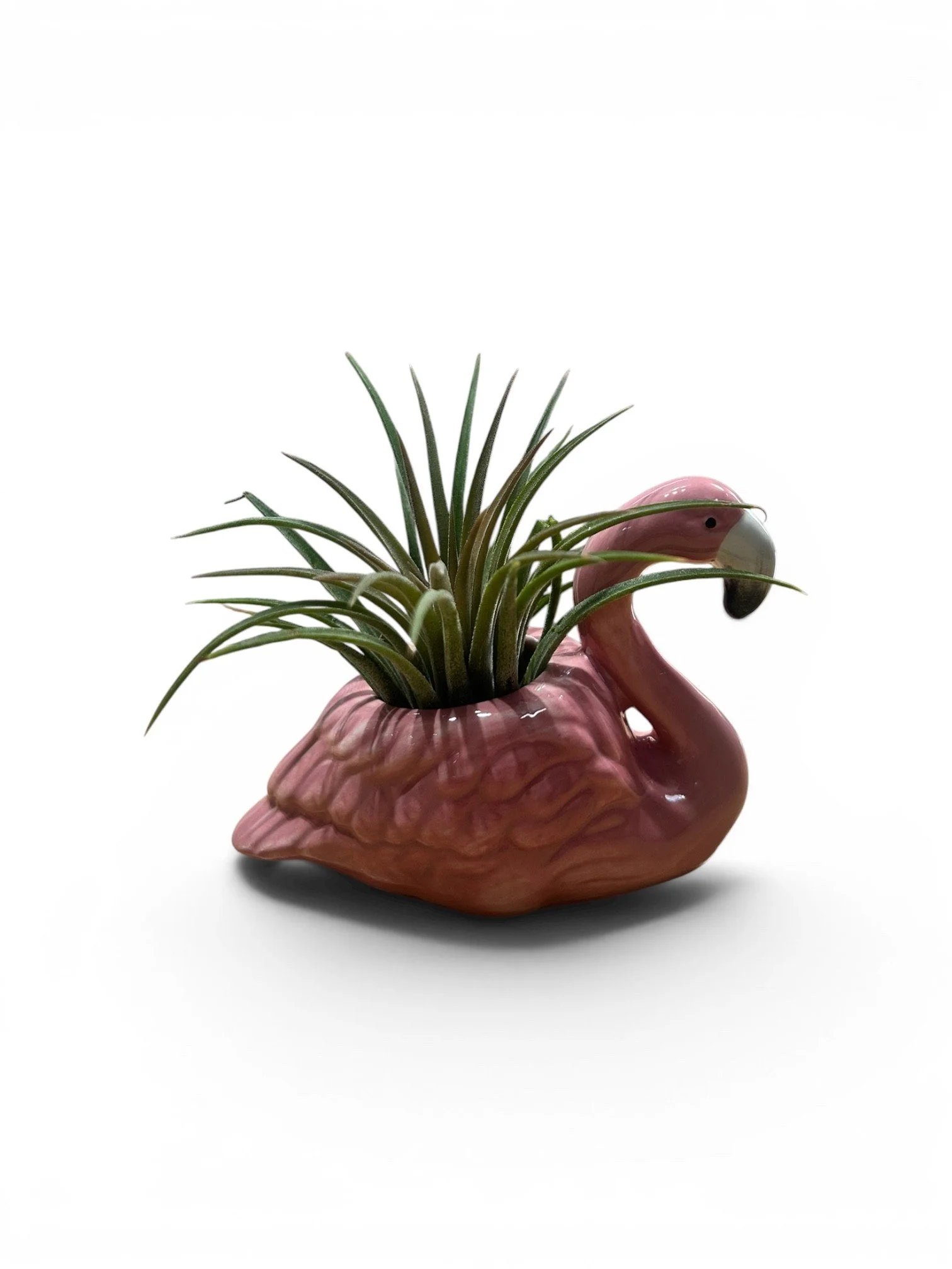 gift-ready-easy-care-low-light-flamingo- air-palnt-pot-houseplants-calgary.jpg4.jpg