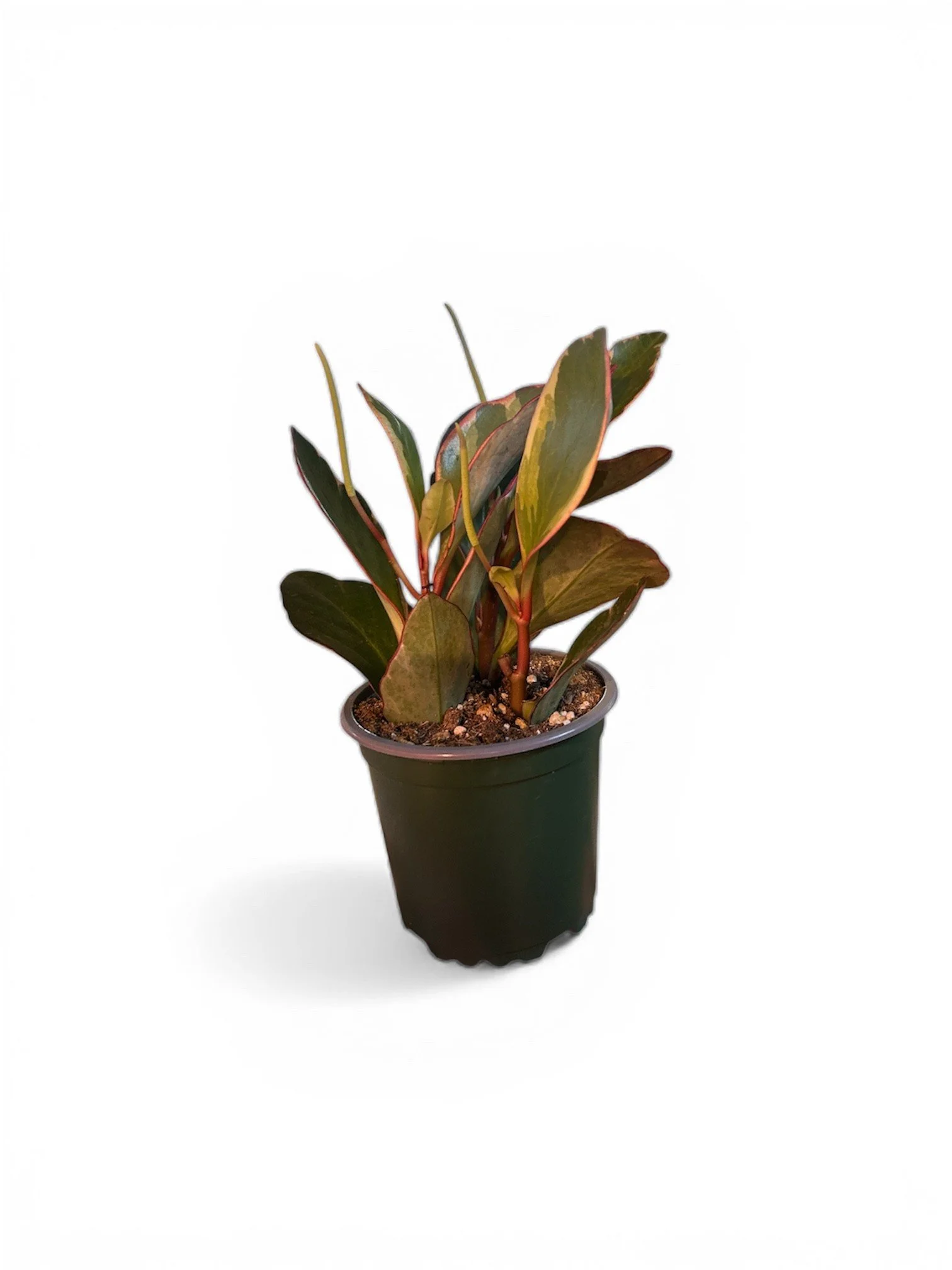 Peperomia Ginny – 4” Easy Care Plant in Plastic Nursery Pot