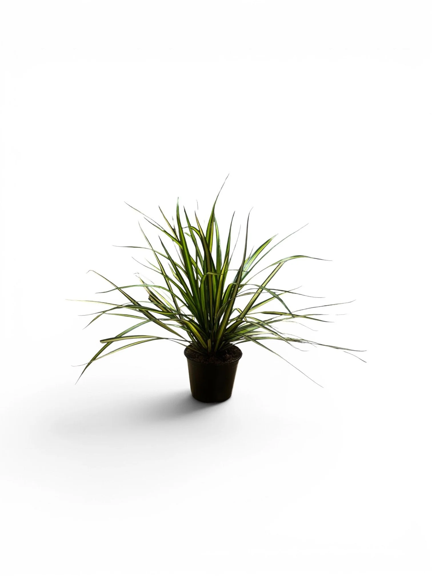 dracaena-indoor”-easy-care-house-plant-office-desk-calgary-urbanplants.jpg