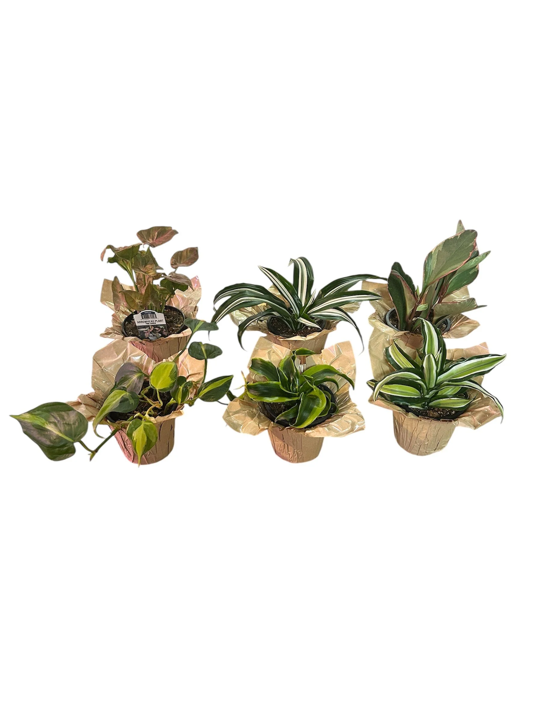houseplants, easy care, low light, bundle, calgary
