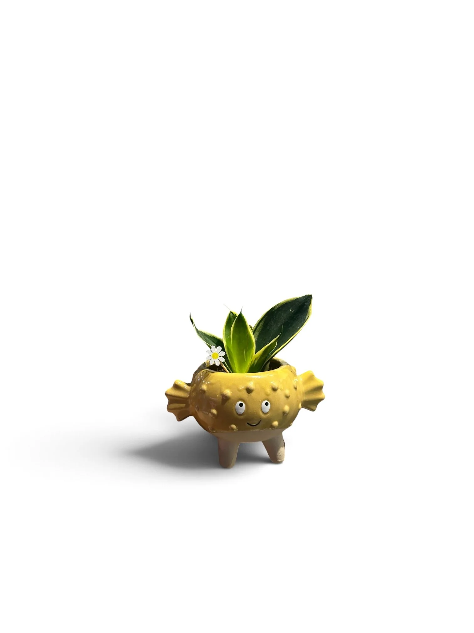 Gift Ready Indoor Plant in Ceramic Pot - Calgary Houseplant (Puffer Fish)