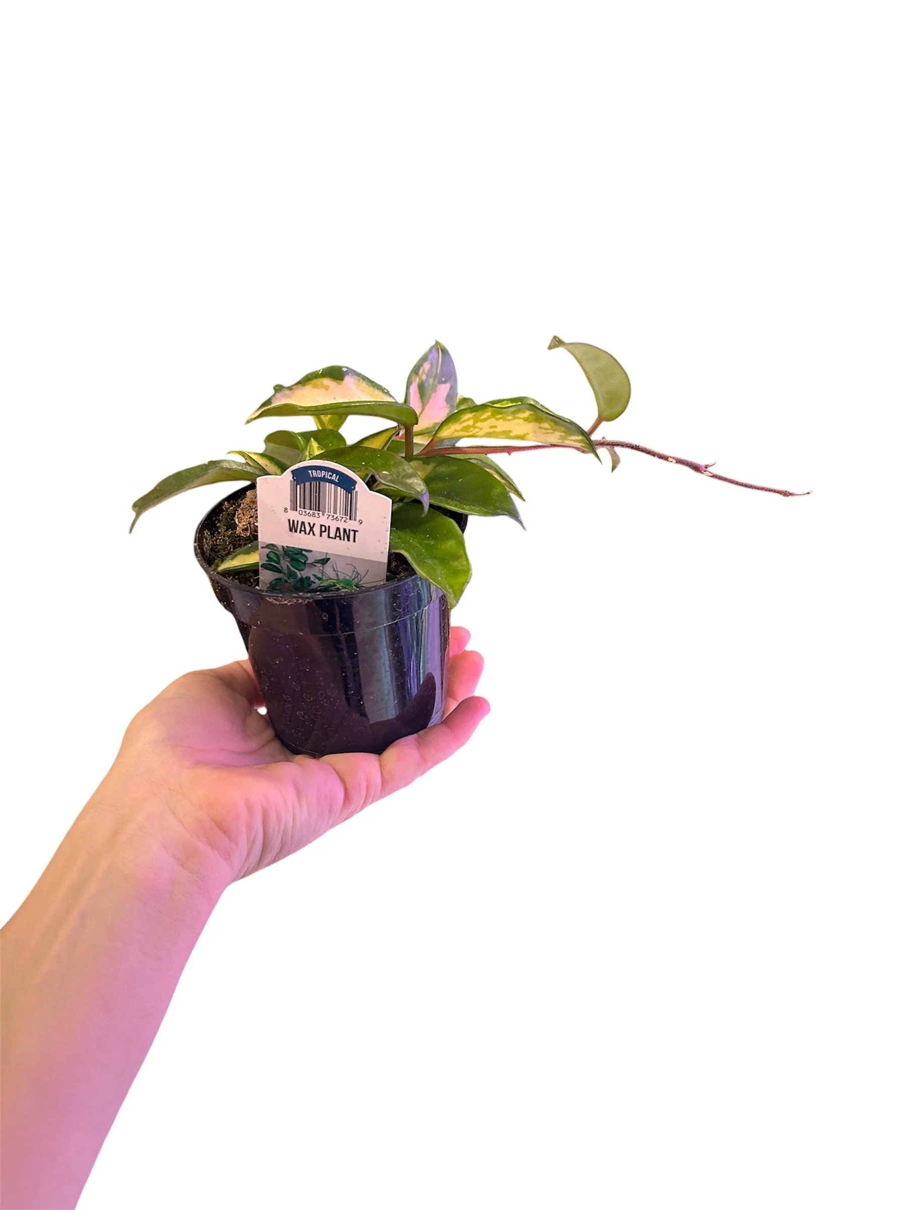 Hoya - Wax Plant – 4” Easy-Care Plant in Plastic Nursery Pot