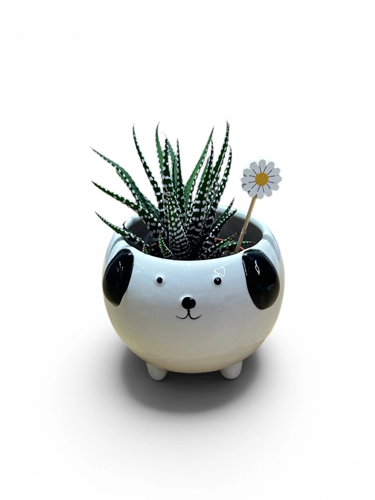 Gift Ready Indoor Plant in Ceramic Pot - Calgary Houseplant (Dog)